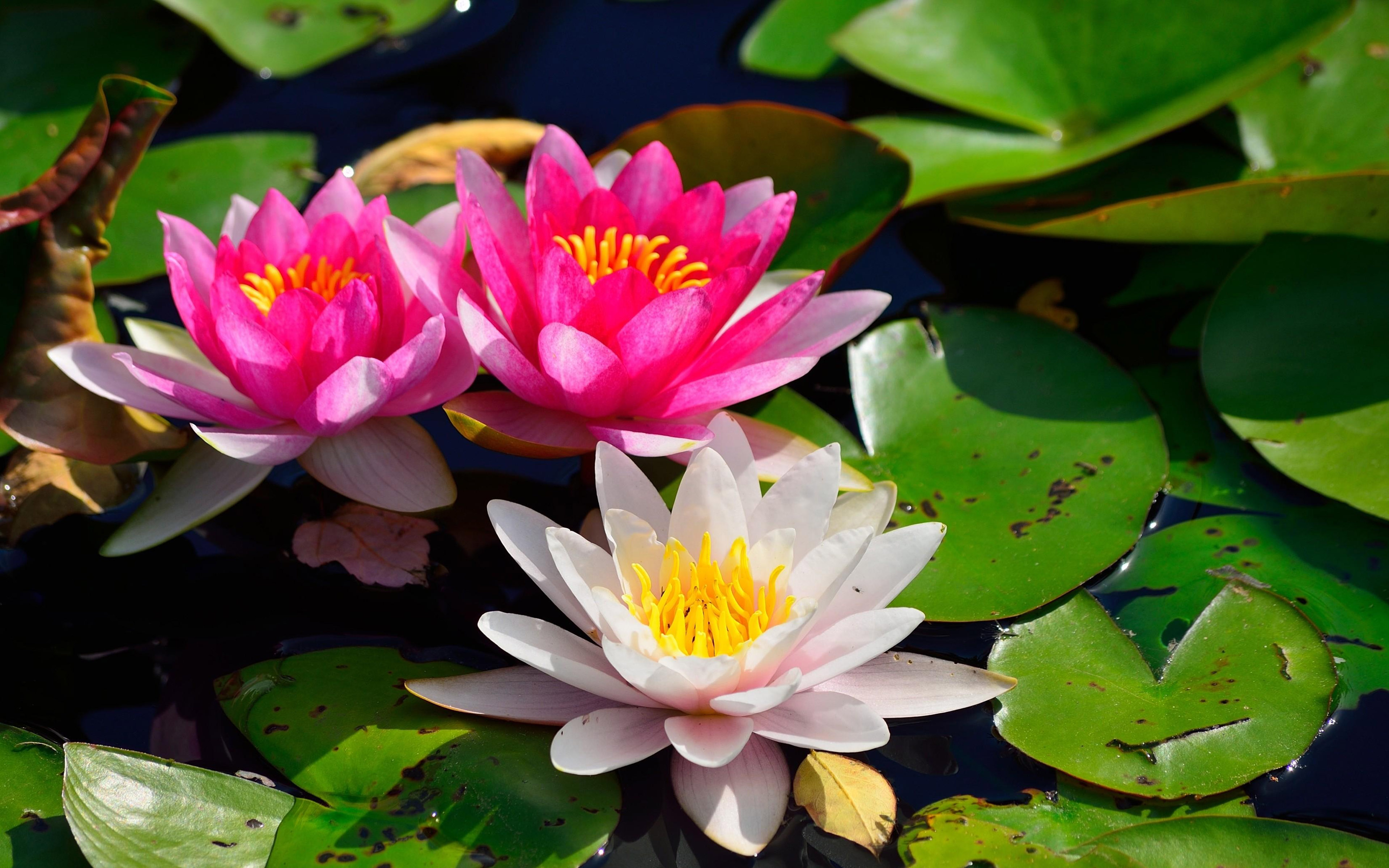 Lotus flower rays of light HD wallpapers for PC