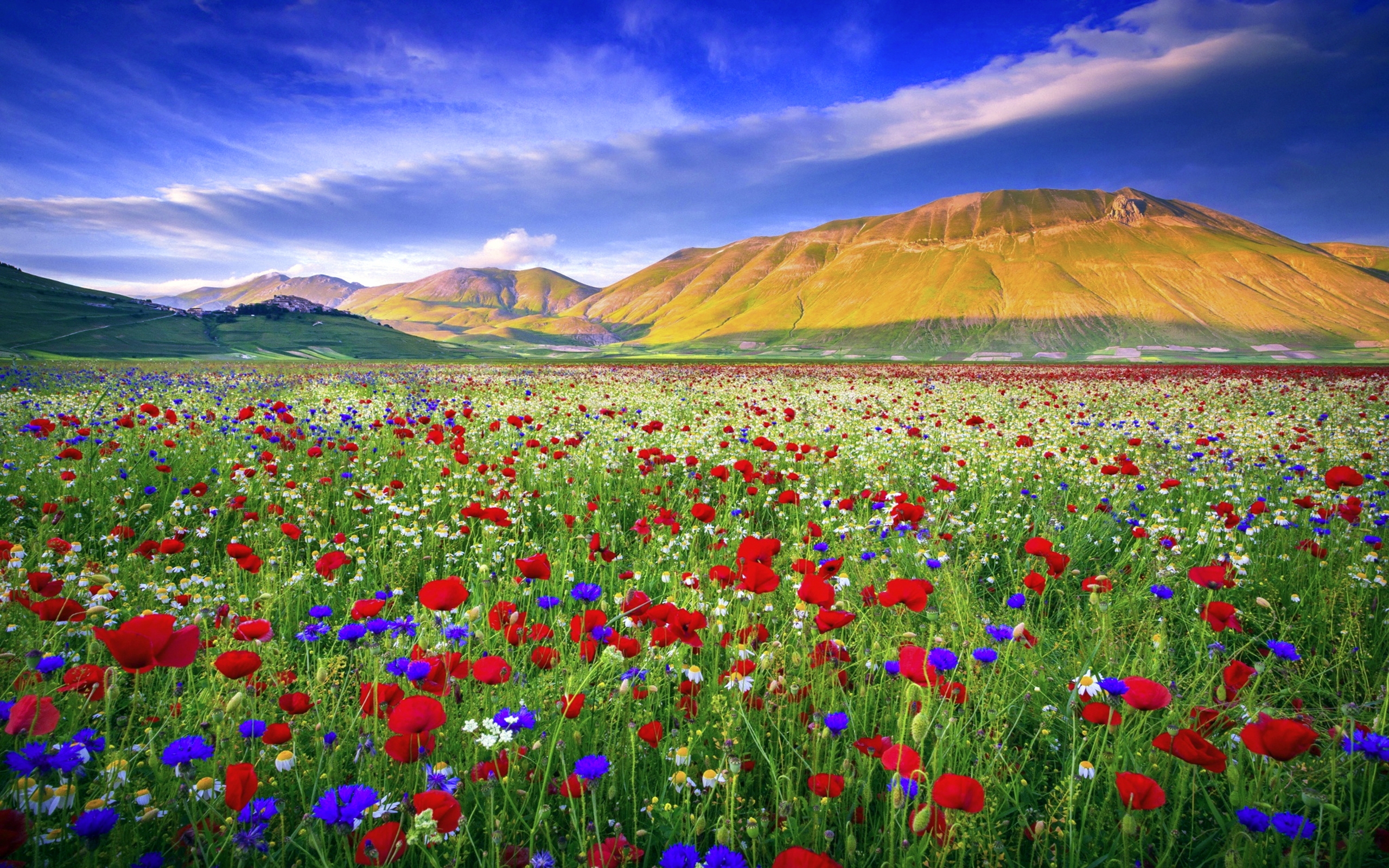 Meadow With Red Poppies, Chamomile Flower Background Hd : 