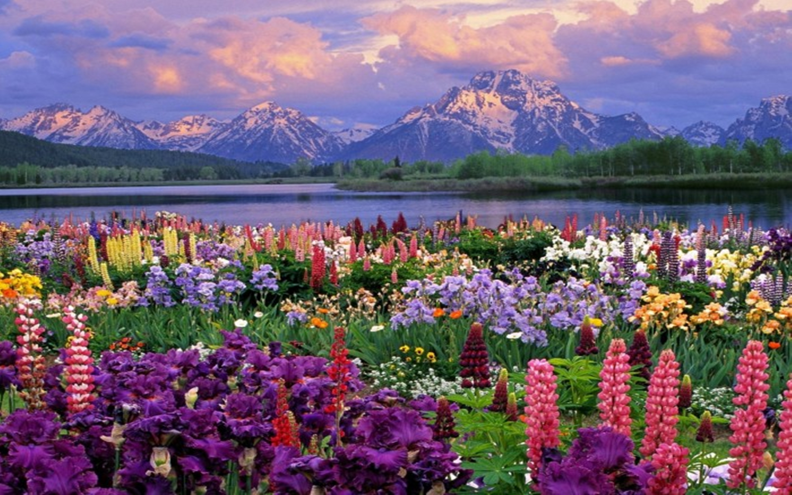 Mountains Landscapes Flowers Garden Scenic Lakes Wildflowers Wild Desktop  2560x1600 Hd Wallpaper : 