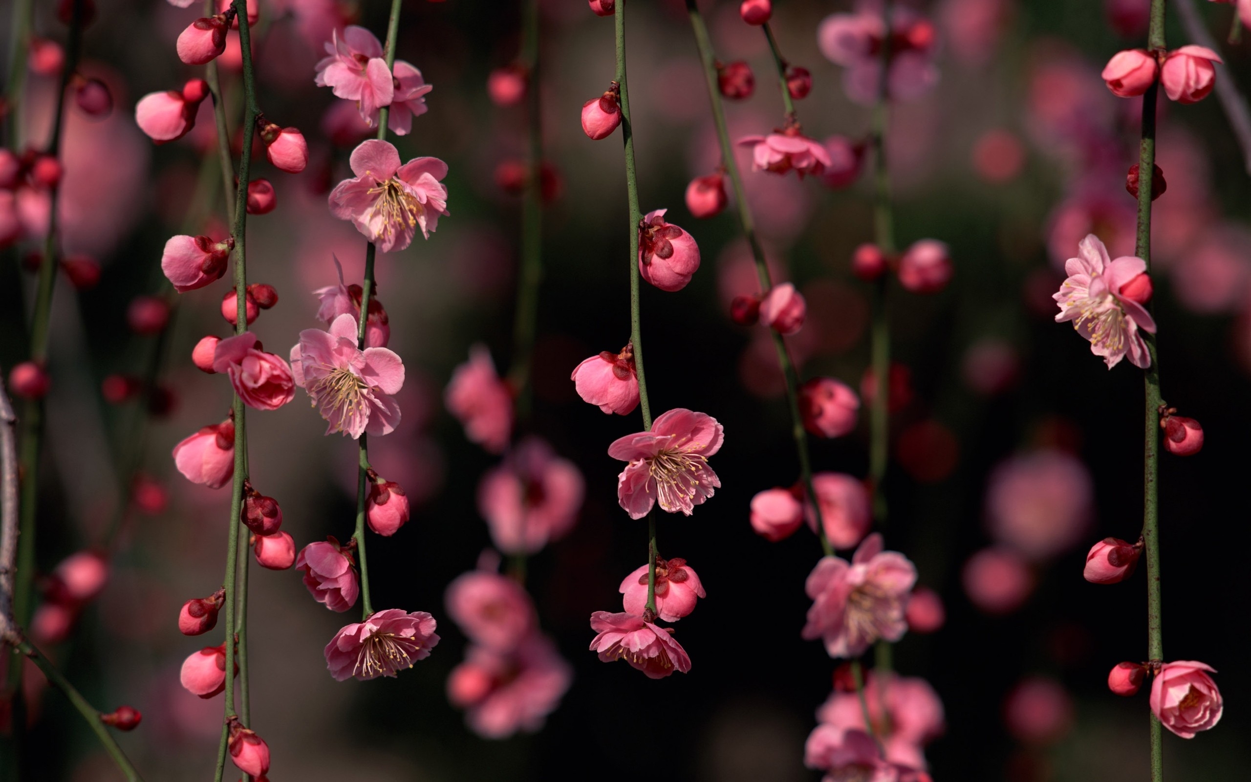 Nature Spring Blossoms Pink Sakura decorative cherry blossoms and their  flowers 4K HD Desktop Wallpaper for 4K Ultra HD Tv 2560x1600 :  