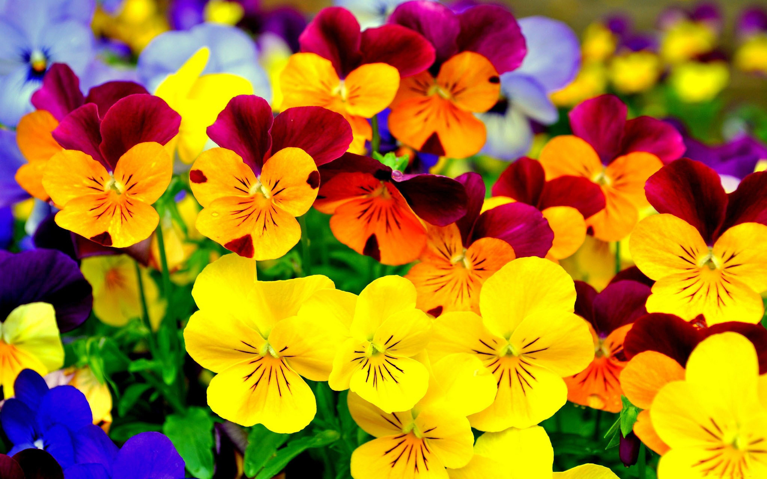 Pansy colorful flowers Purple and yellow black 4K HD ...