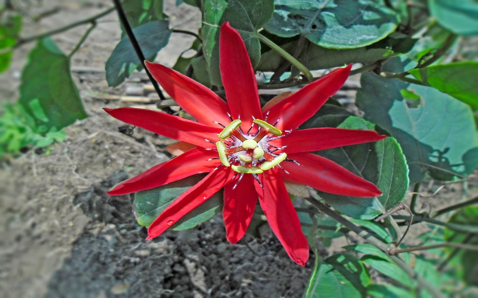 Passiflora Coccinea Flower In Hong Kong, China Apr 20 2013