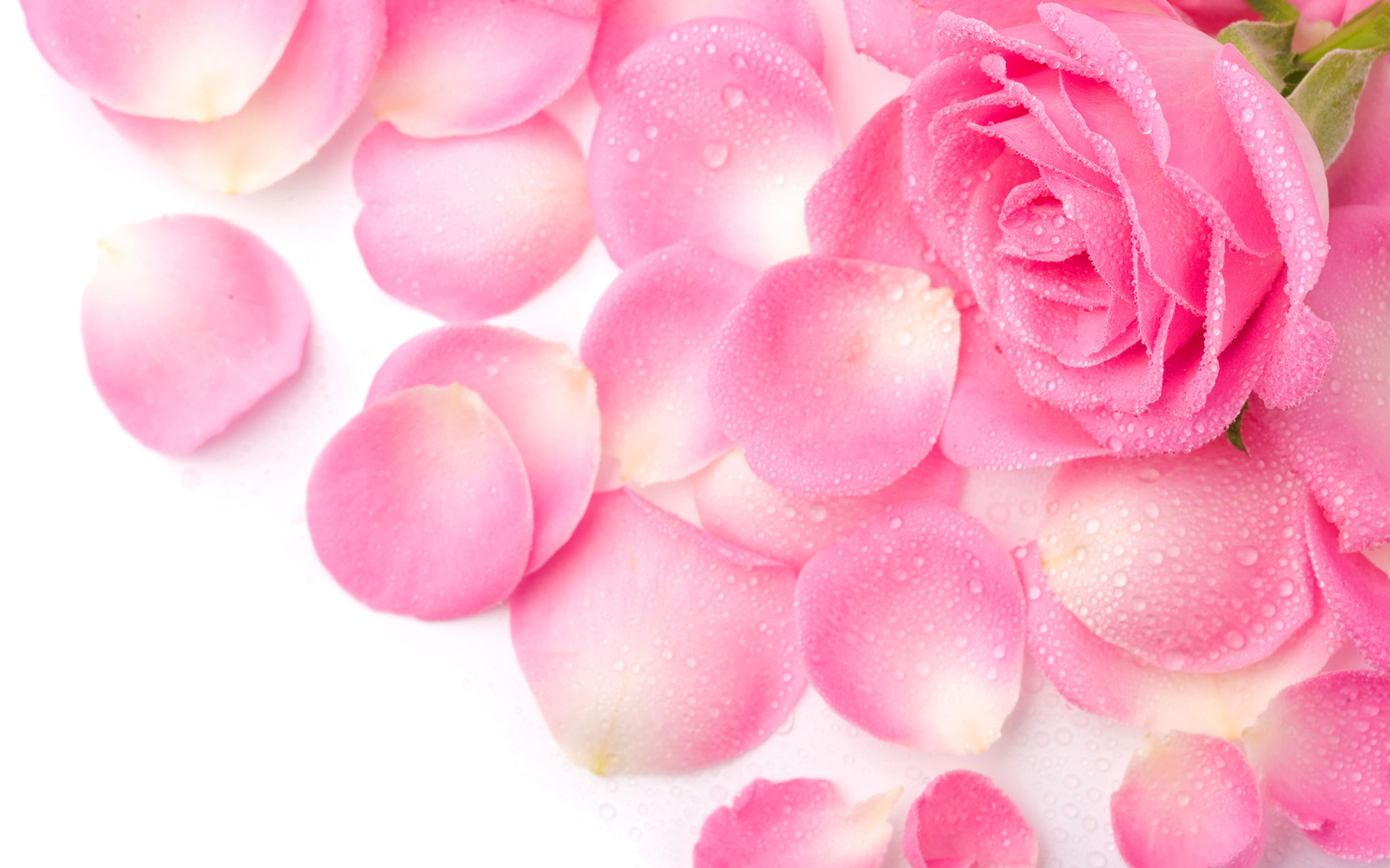 Pink Rose Petals Water Drops Desktop Hd Wallpaper For Pc Tablet And