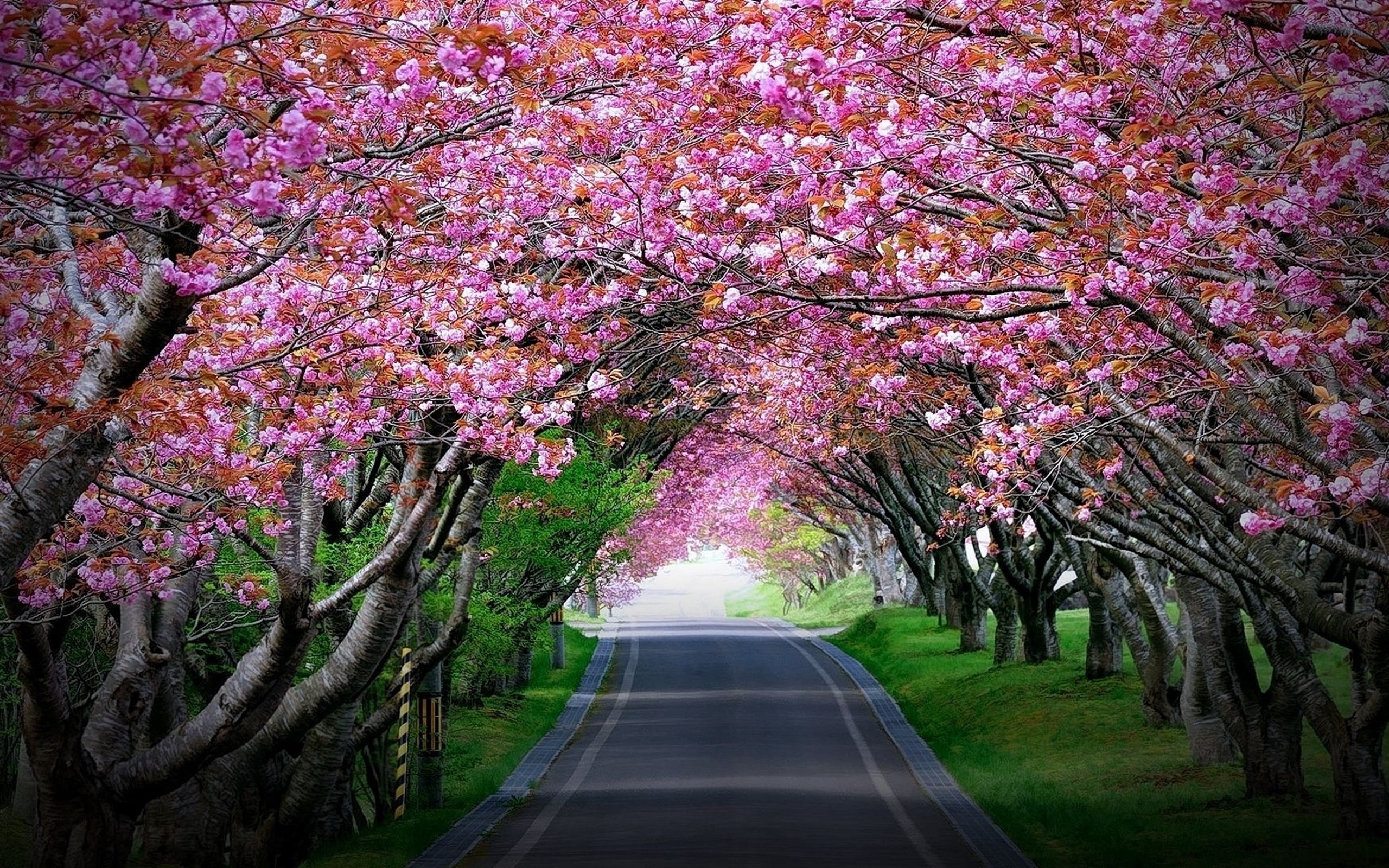 Pink Cherry Blossoms Tree Tunnel Wallpaper : 