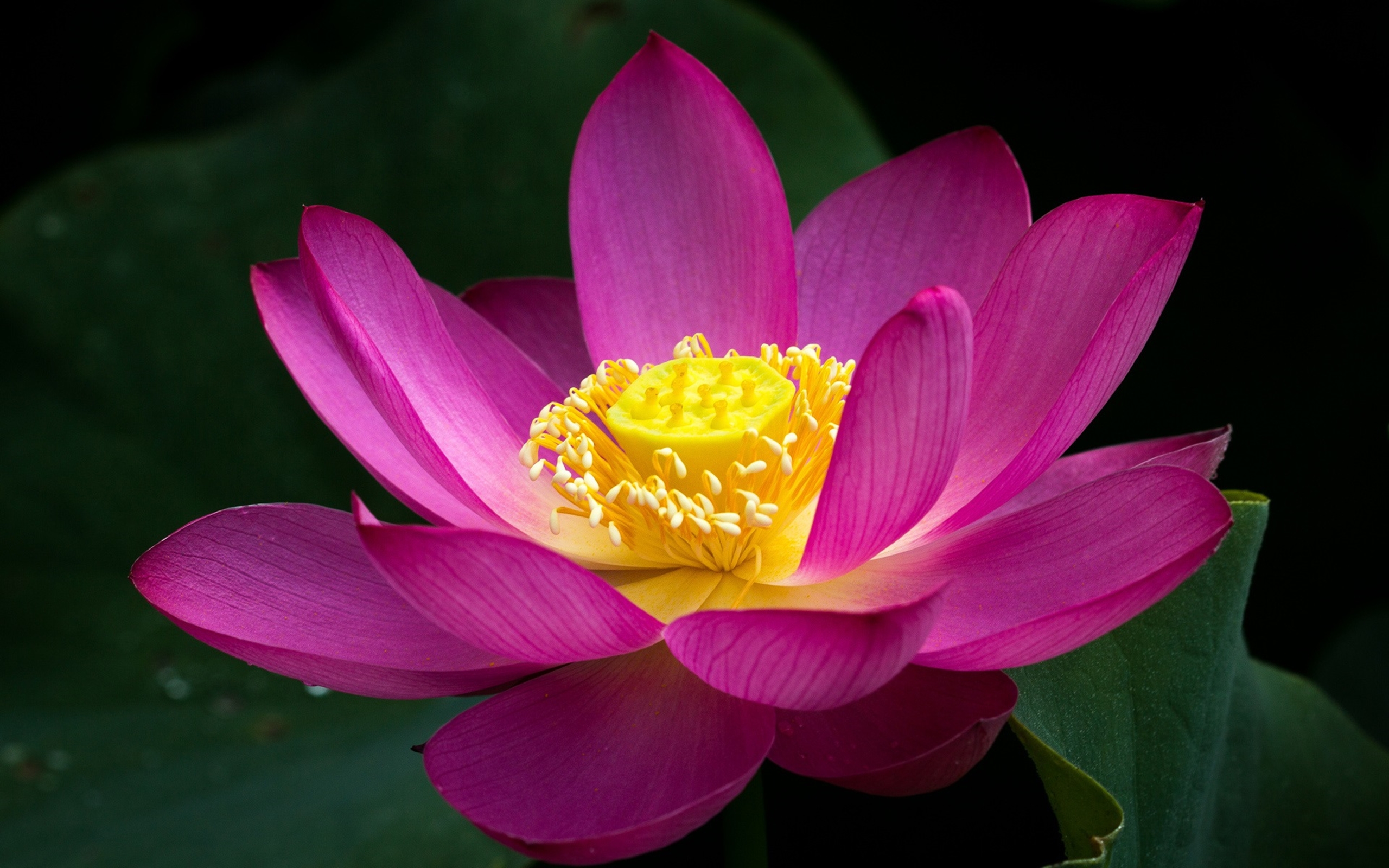 Красивые цветы крупным планом. Лотус Фловер. Цветок лотоса крупнымипланом. Лотос цветок розовый. Тысячелепестковый Лотос.