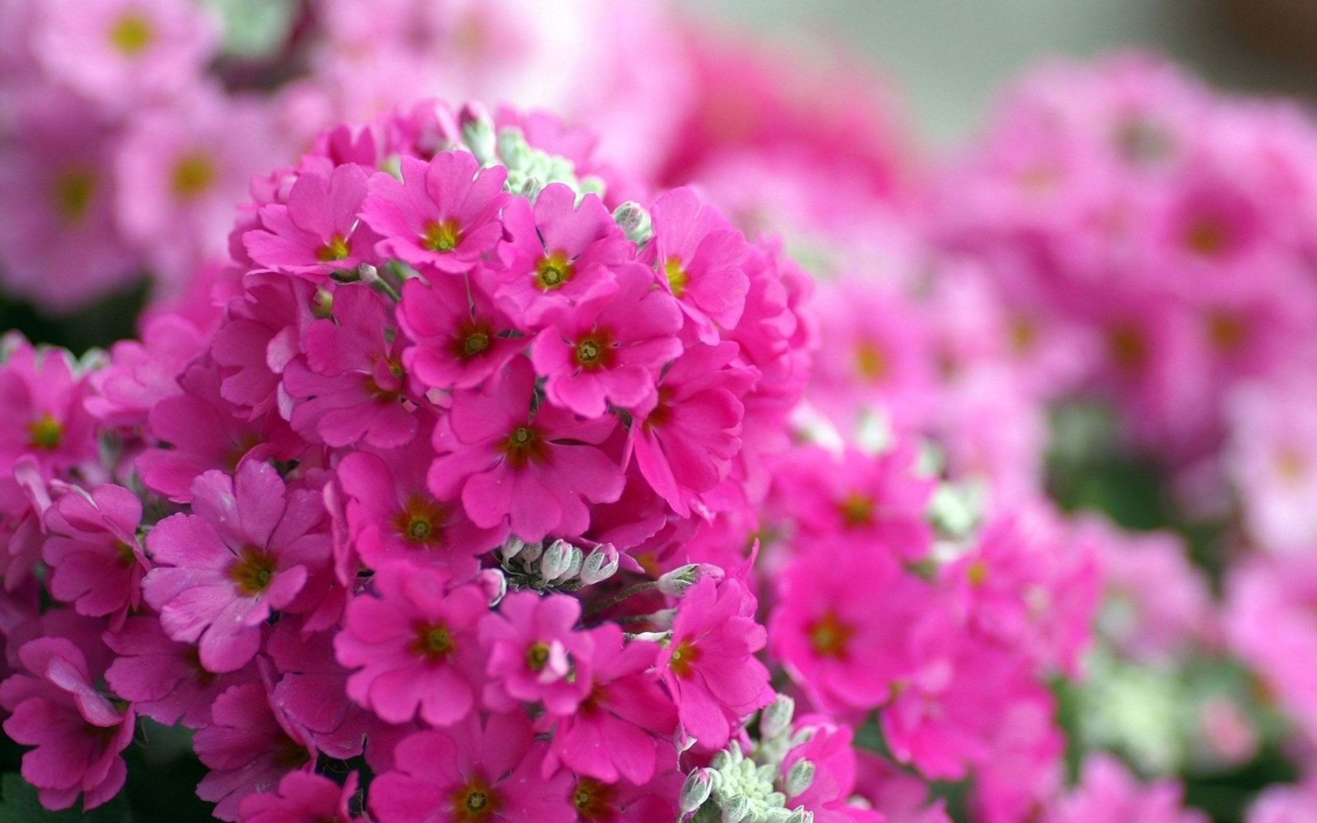 Покажи картинки цветов. Флоксы. Весенние цветы Флоксы. Флоксы макро. Розовые цветы.