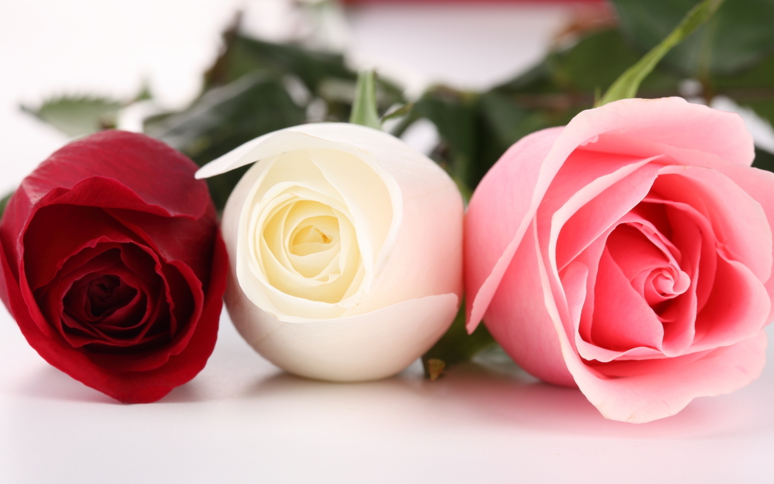 Светы картинка. Цветы. Роза. Красивые три розы. Три розы разных цветов.