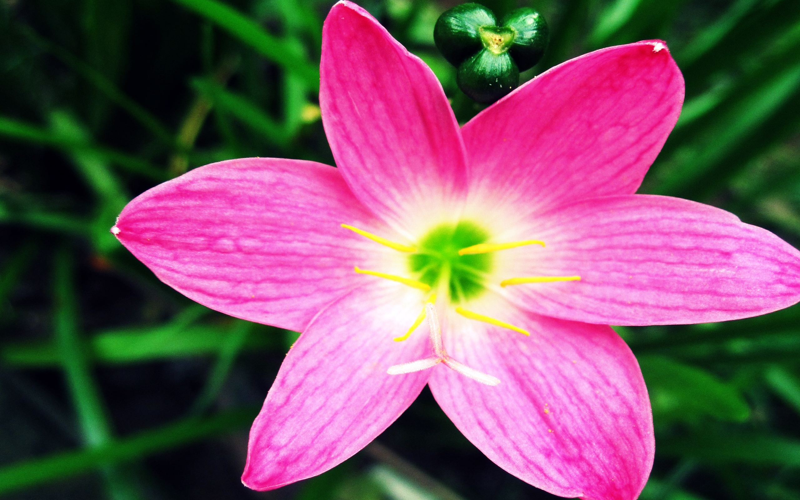 Pink Flower And A Green Background Wallpaper 2560x1600 : Wallpapers13.com