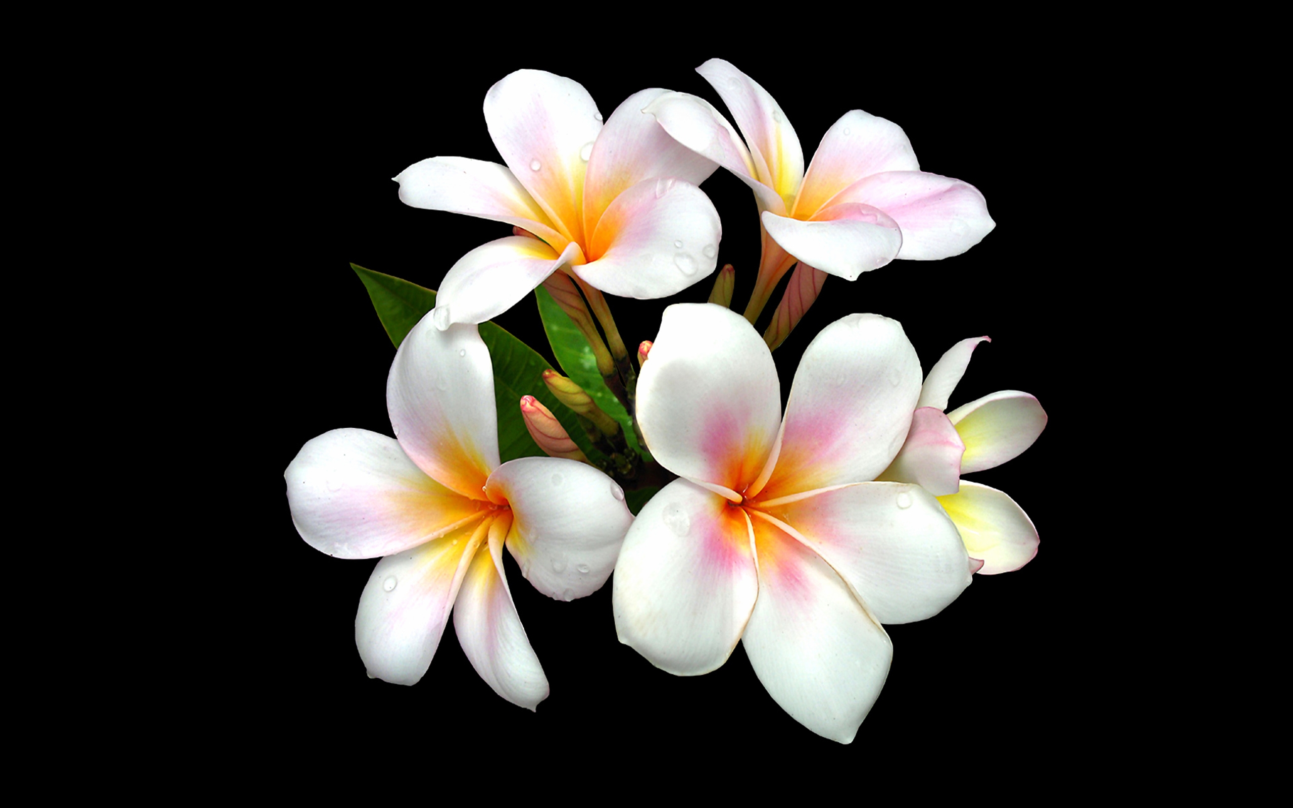 Plumeria Flowers Black Background Desktop Background : 