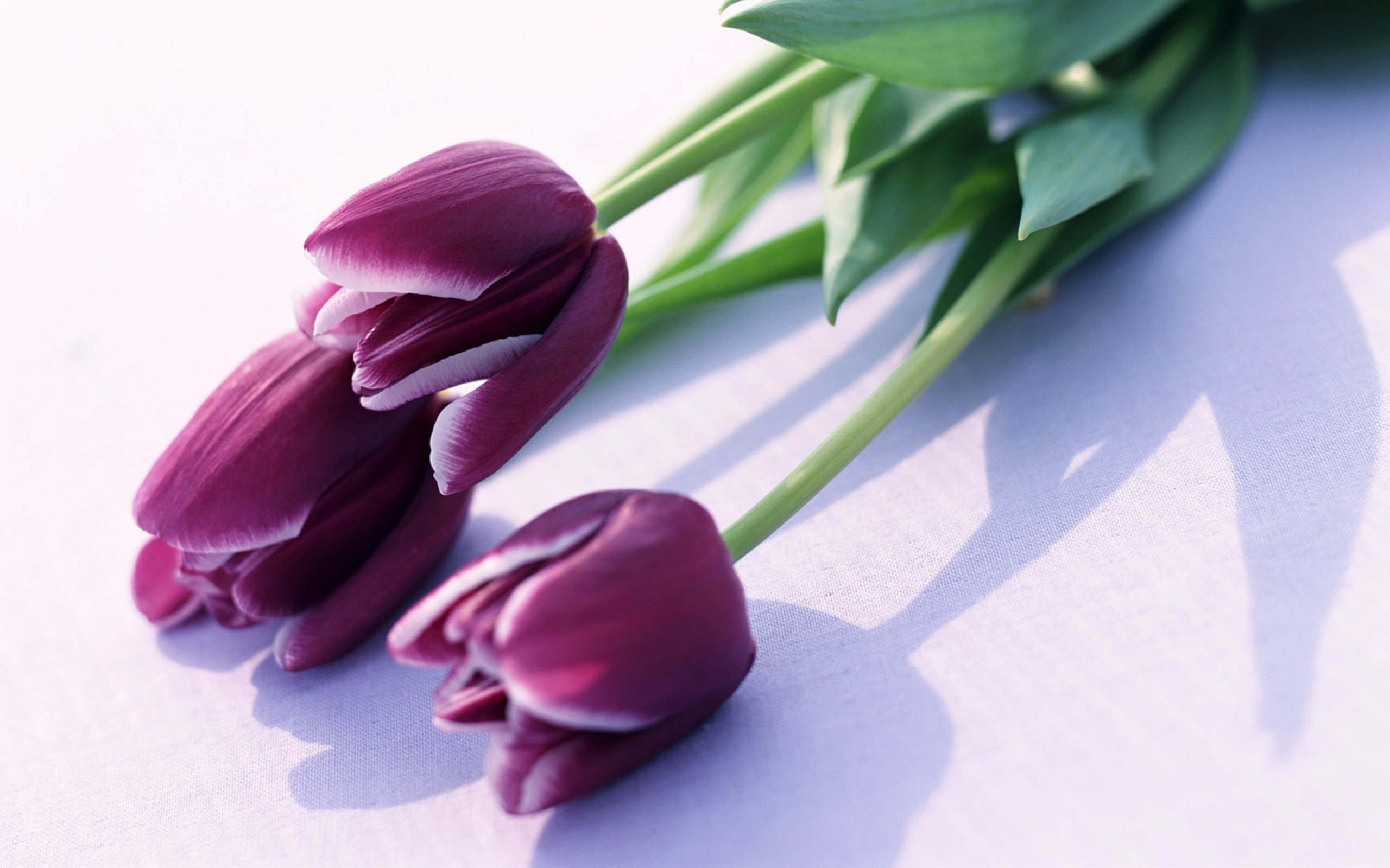 Обложка для вк тюльпаны. Тюльпан Пурпл букет. Тюльпан фиолетовый. Красивые тюльпаны.