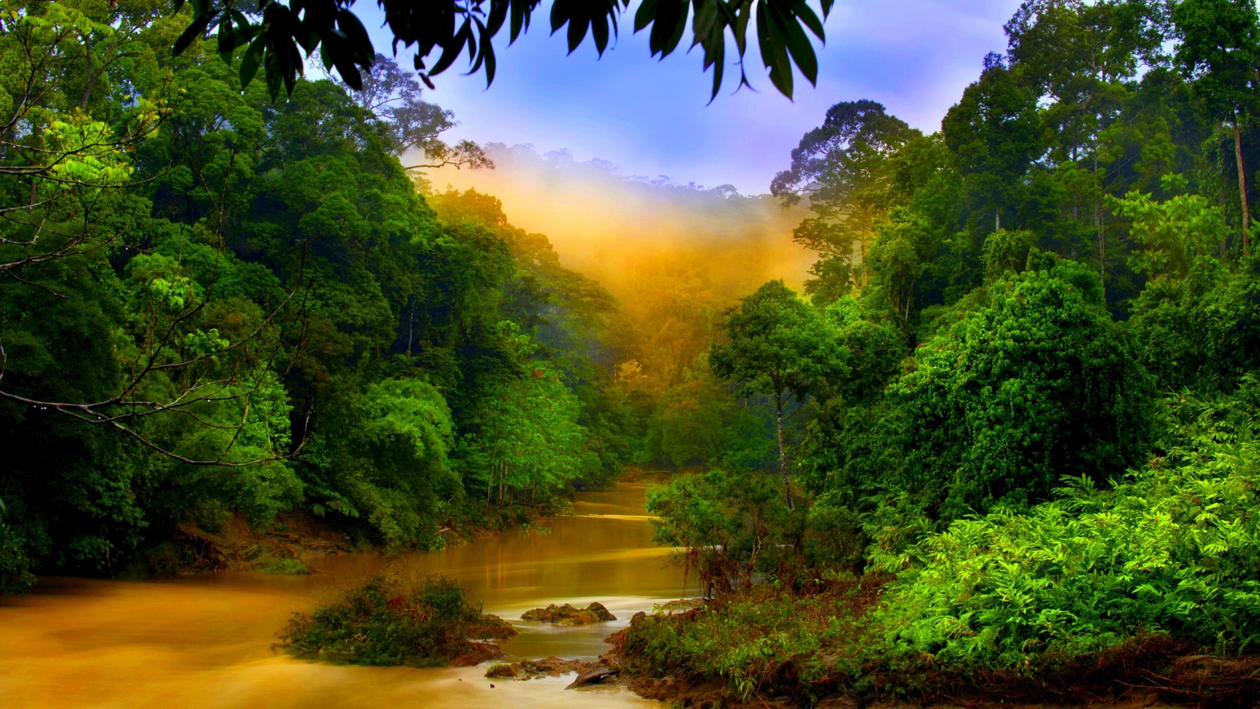 Rain Forest River Valley Mist Habitat Asia Ultra Hd Wallpaper 347698