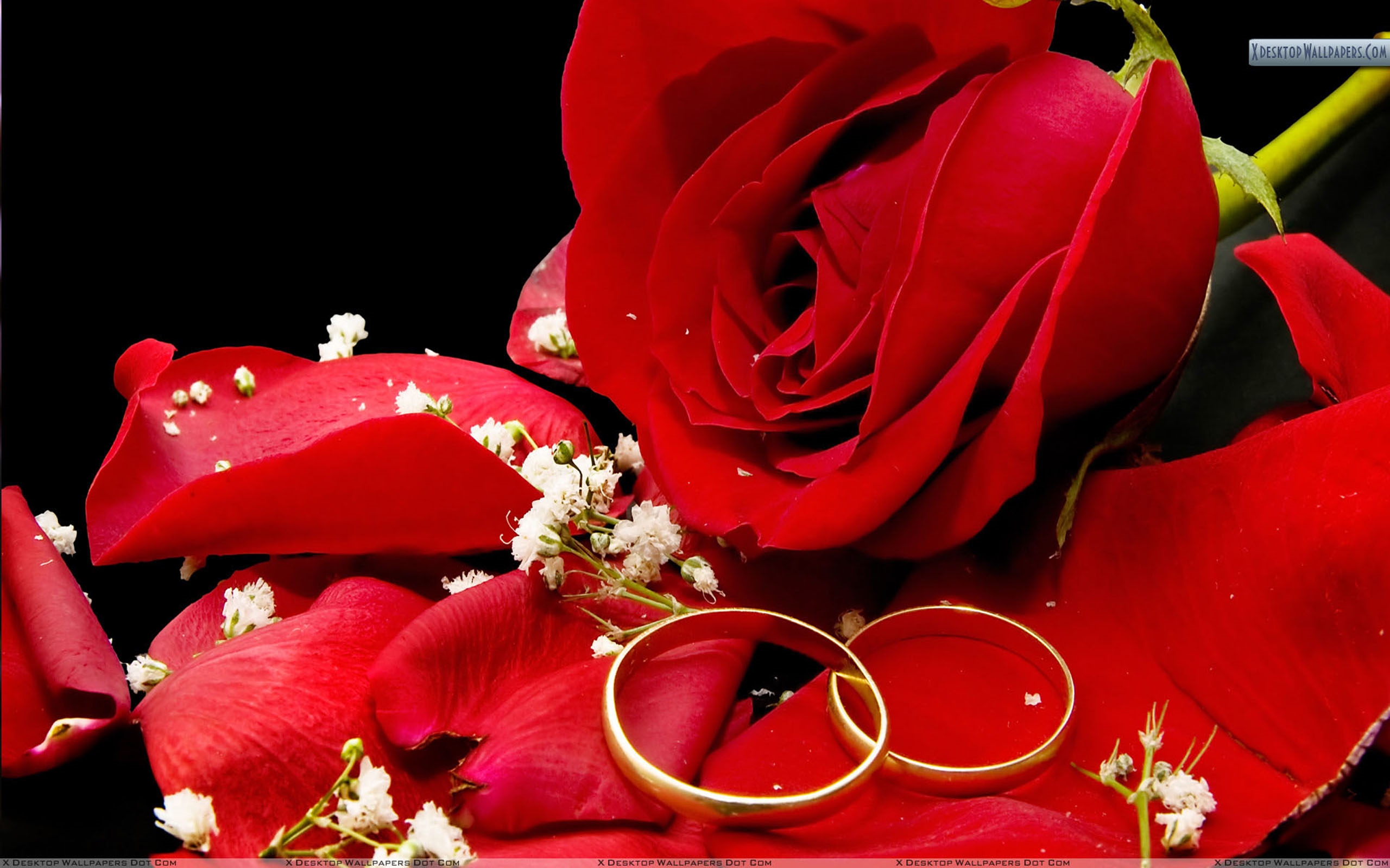 Red Rose Wedding Background 67 : Wallpapers13.com