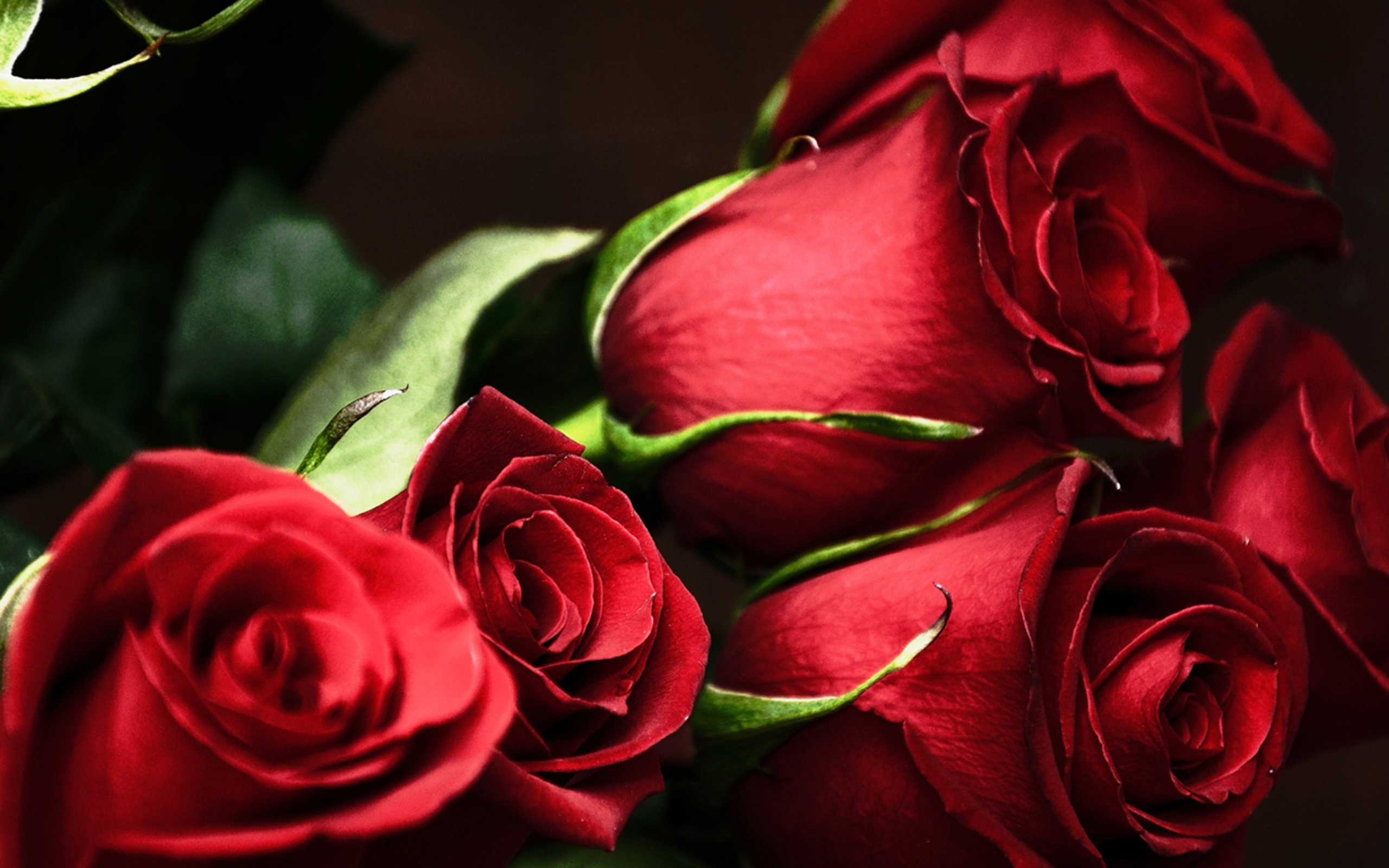 Темно алые розы а на душе лишь. Красные розы. Цветы розы красные.