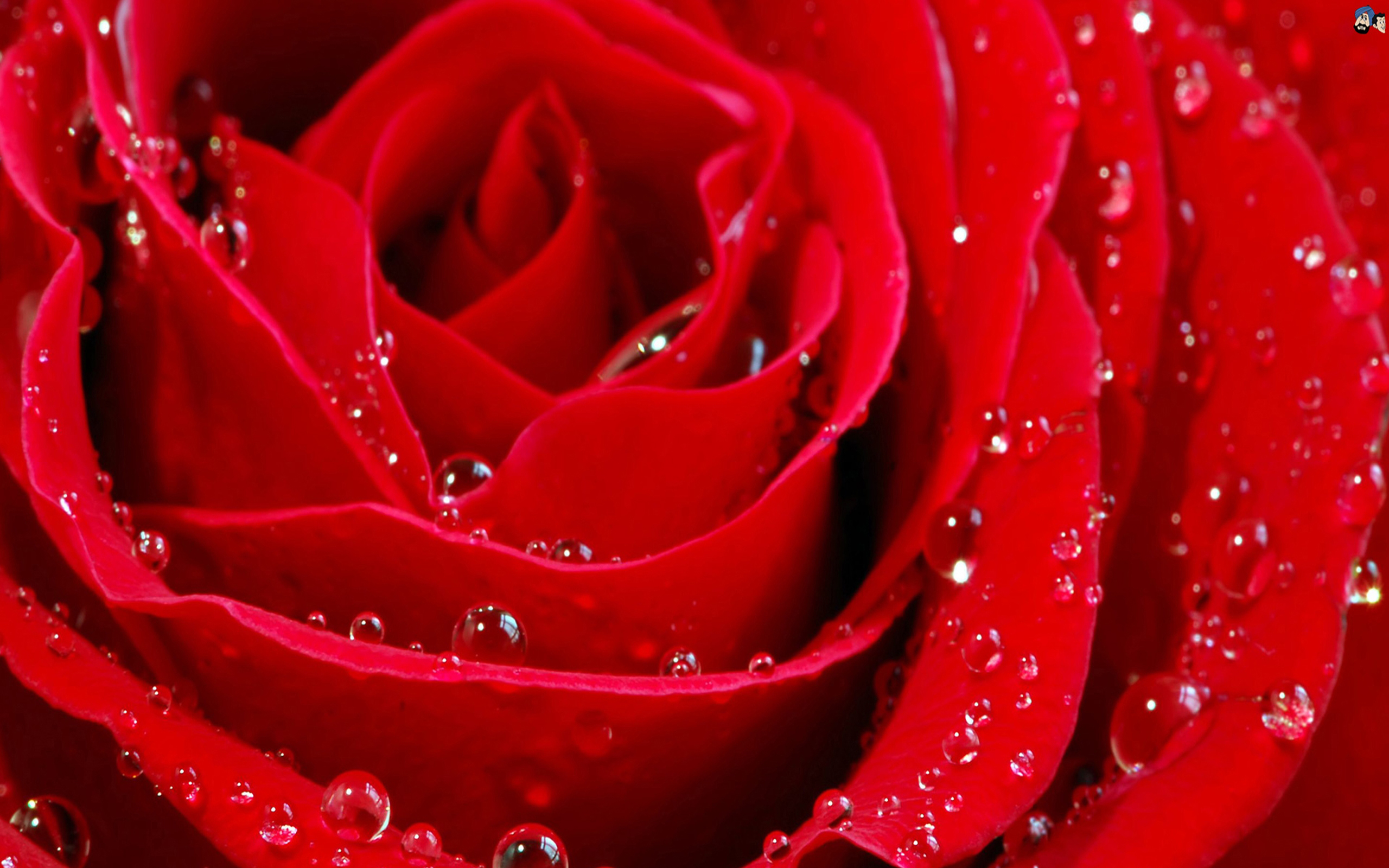 Download A Brightly Colored Roses Red White Petals 2560 × 1600 free HD Wall...
