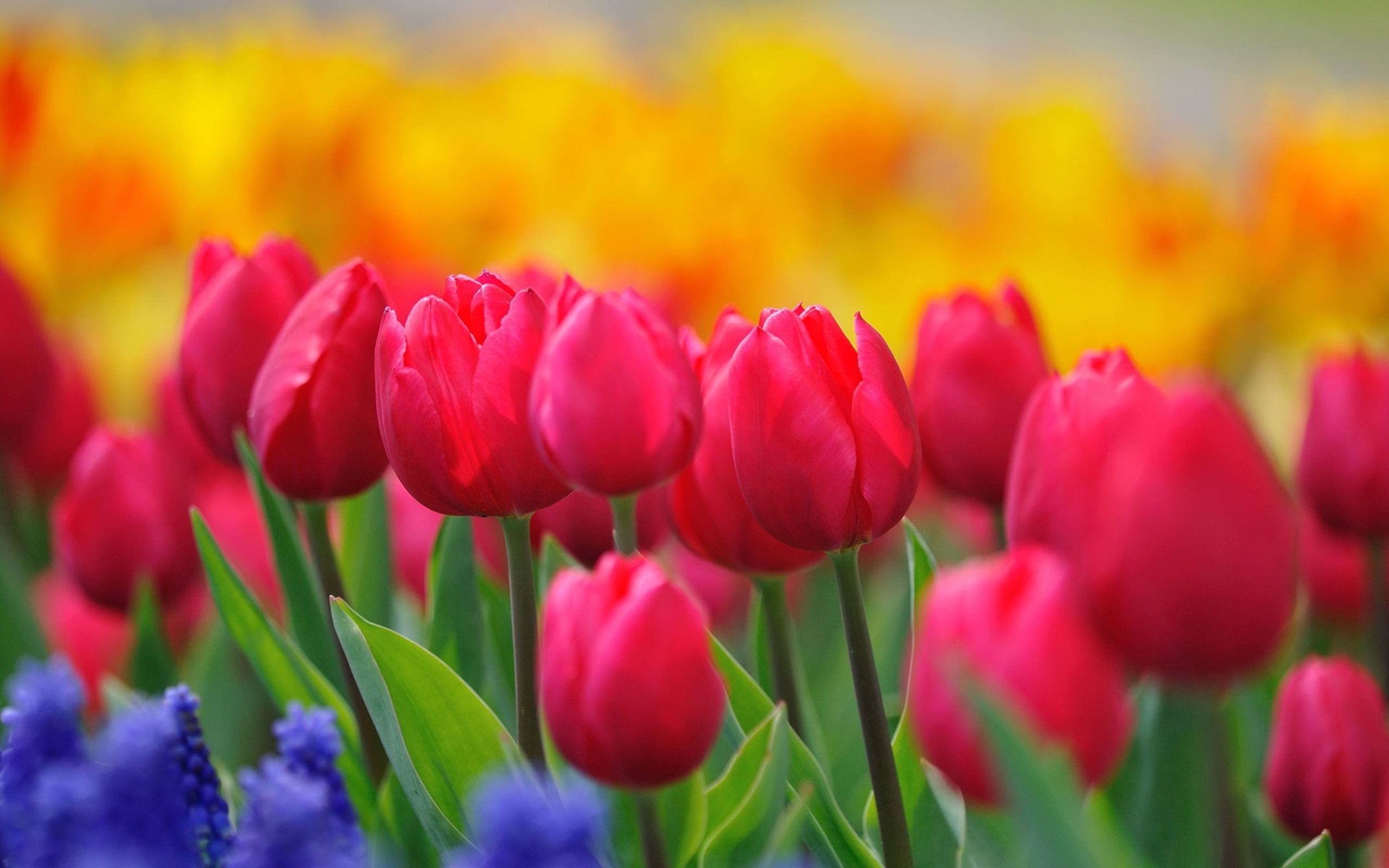 Red Tulips Yellow Flowers Hyacinths Spring Nature 2560x1600 ...