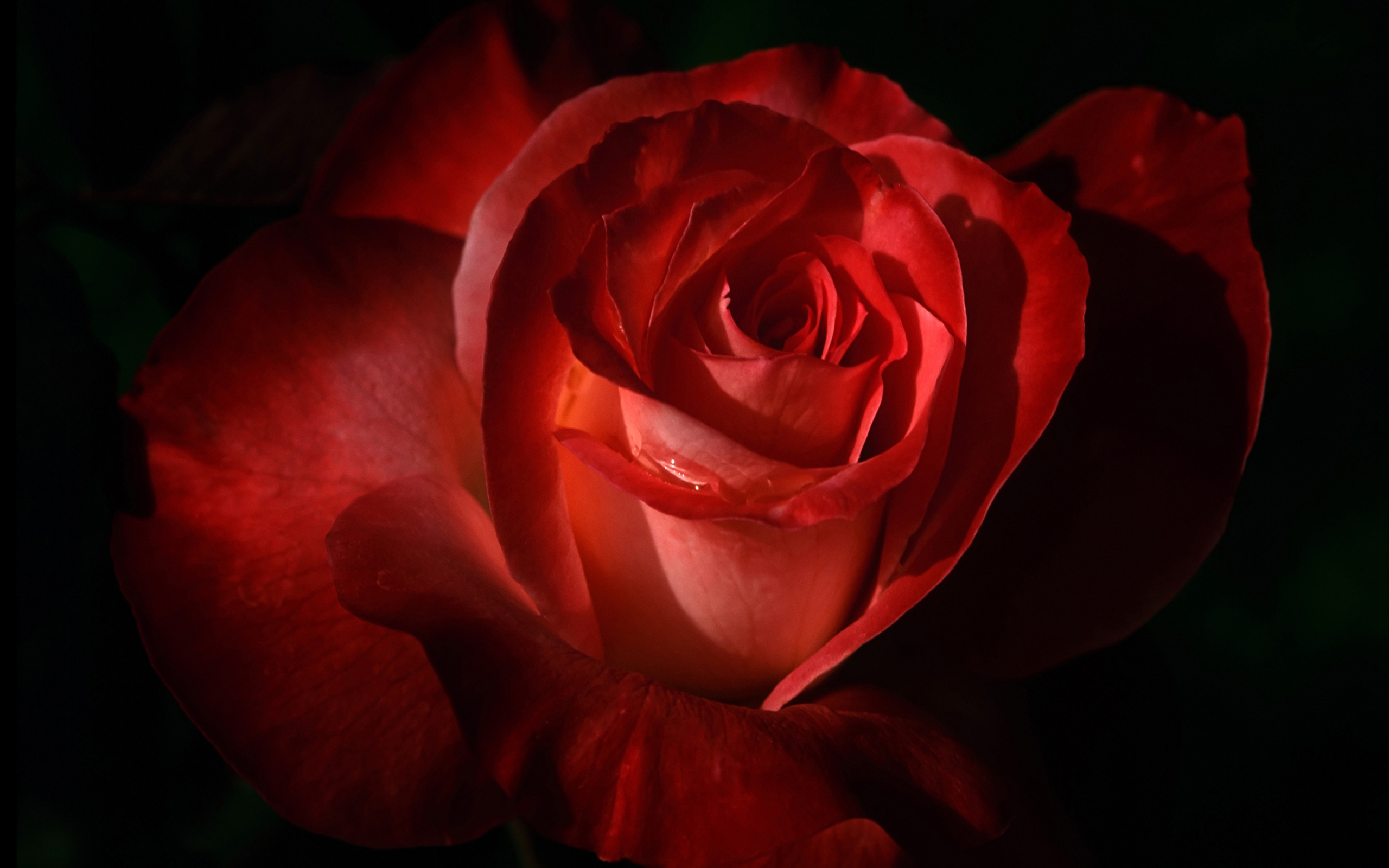Темно алые розы а на душе. Красные розы. Розы на темном фоне. Цветы на черном фоне.