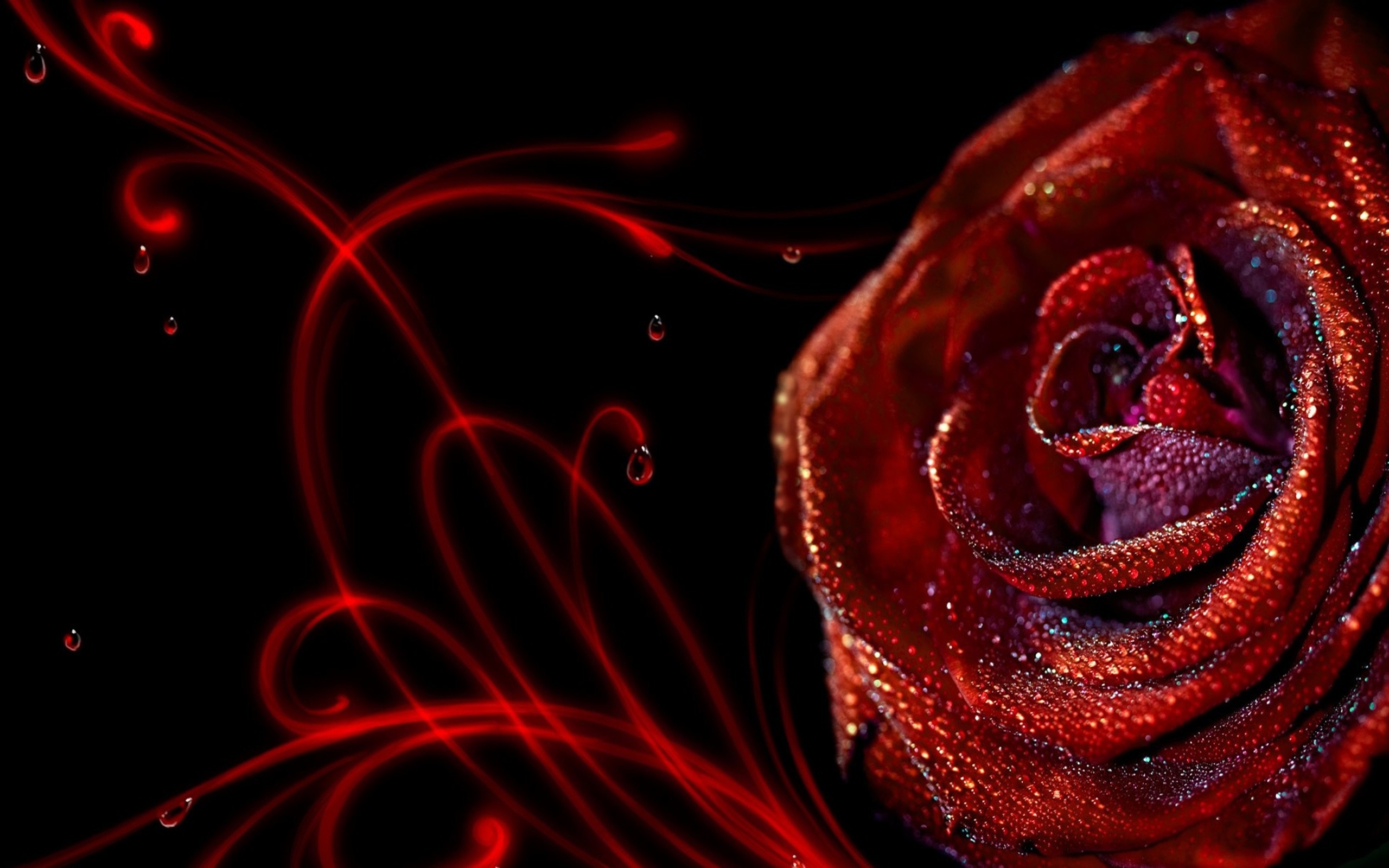 Страстный цветок. Красный цветок. Красивые розы. Картинки на рабочий стол розы.