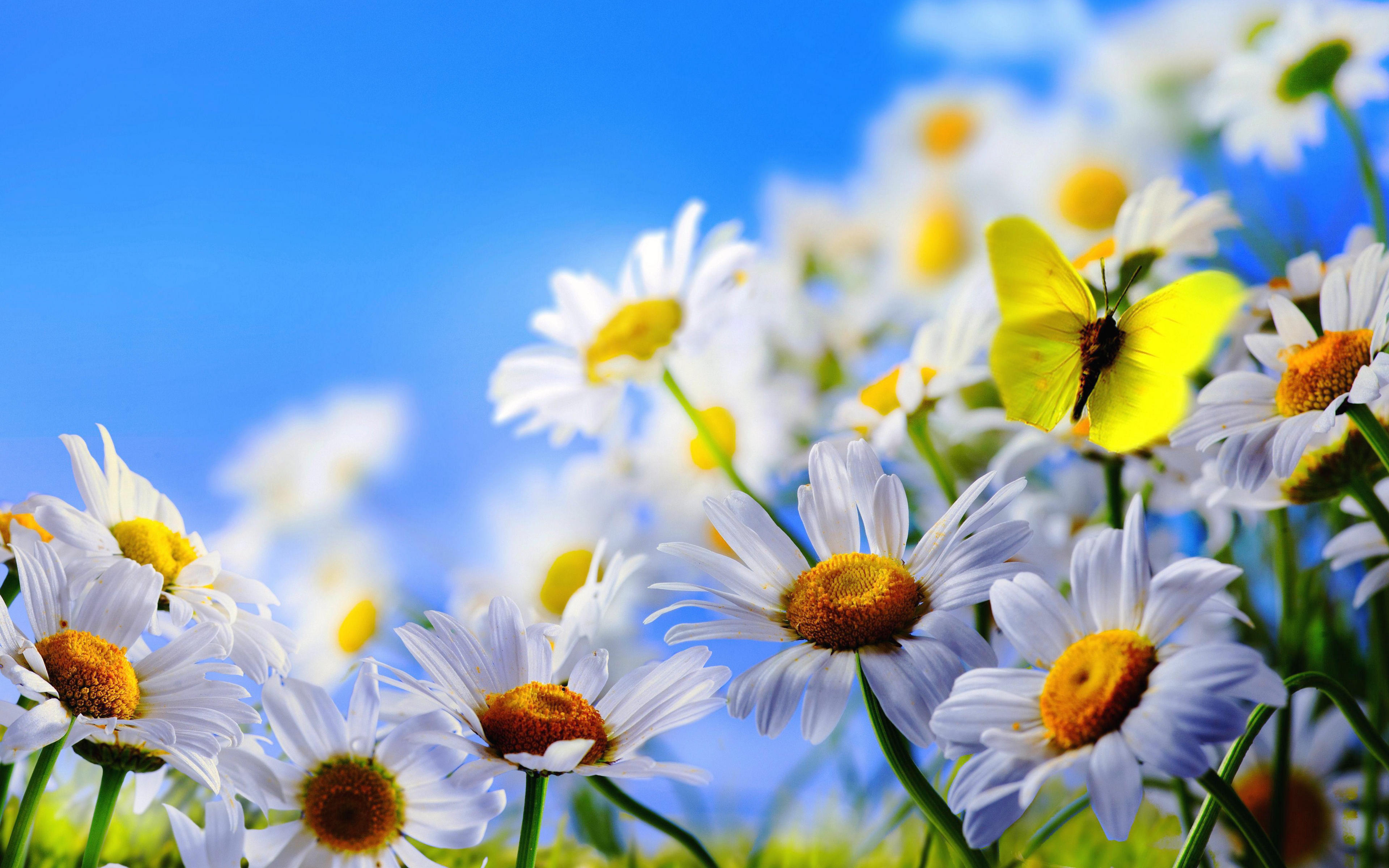 Spring Flowers White Daisies Butterfly blue sky Wallpaper HD 3840x2400