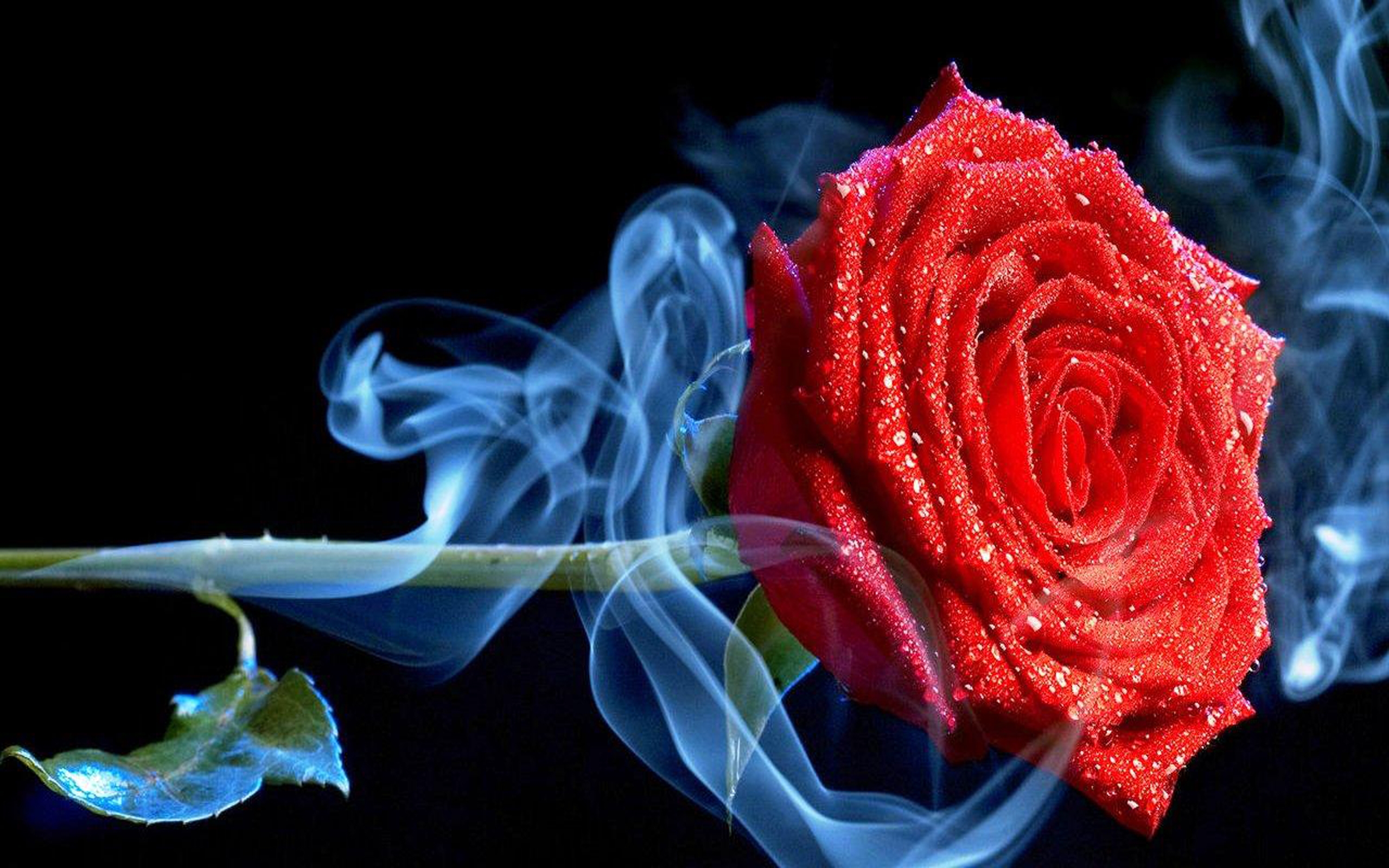 Страстный цветок. Мерцающие открытки с благодарностью. Красные розы.