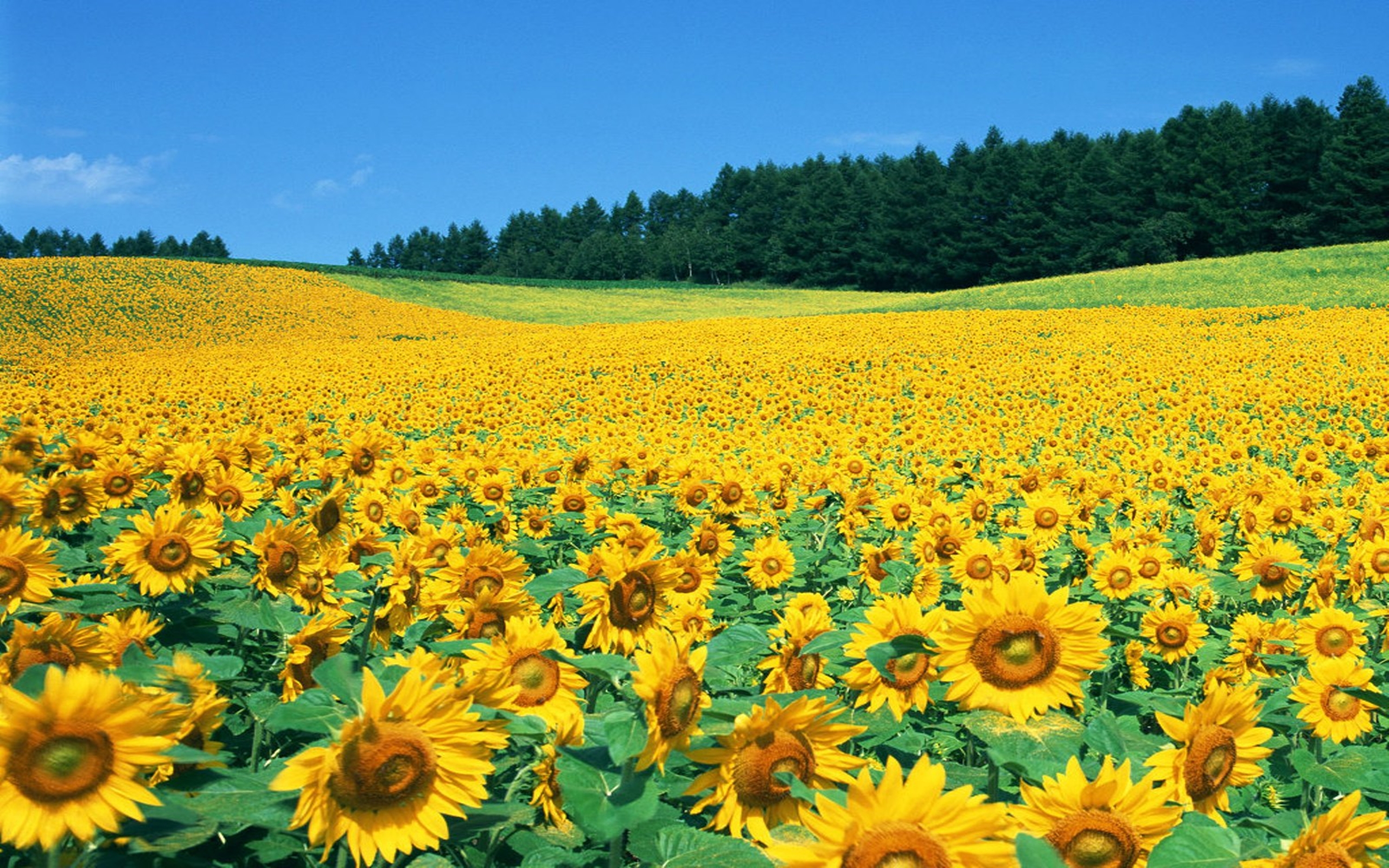 Sunflower Field Pictures Background Wallpaper Hd Sunflower Field Pictures :  