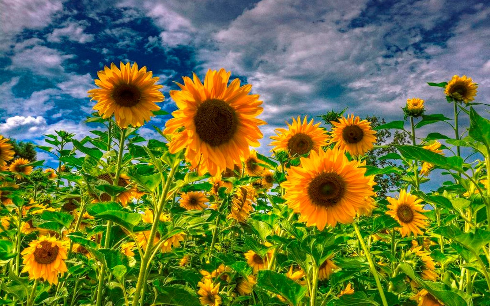 Sunflower Field Wallpaper Beautiful Flowers Pictures Sunflower Field