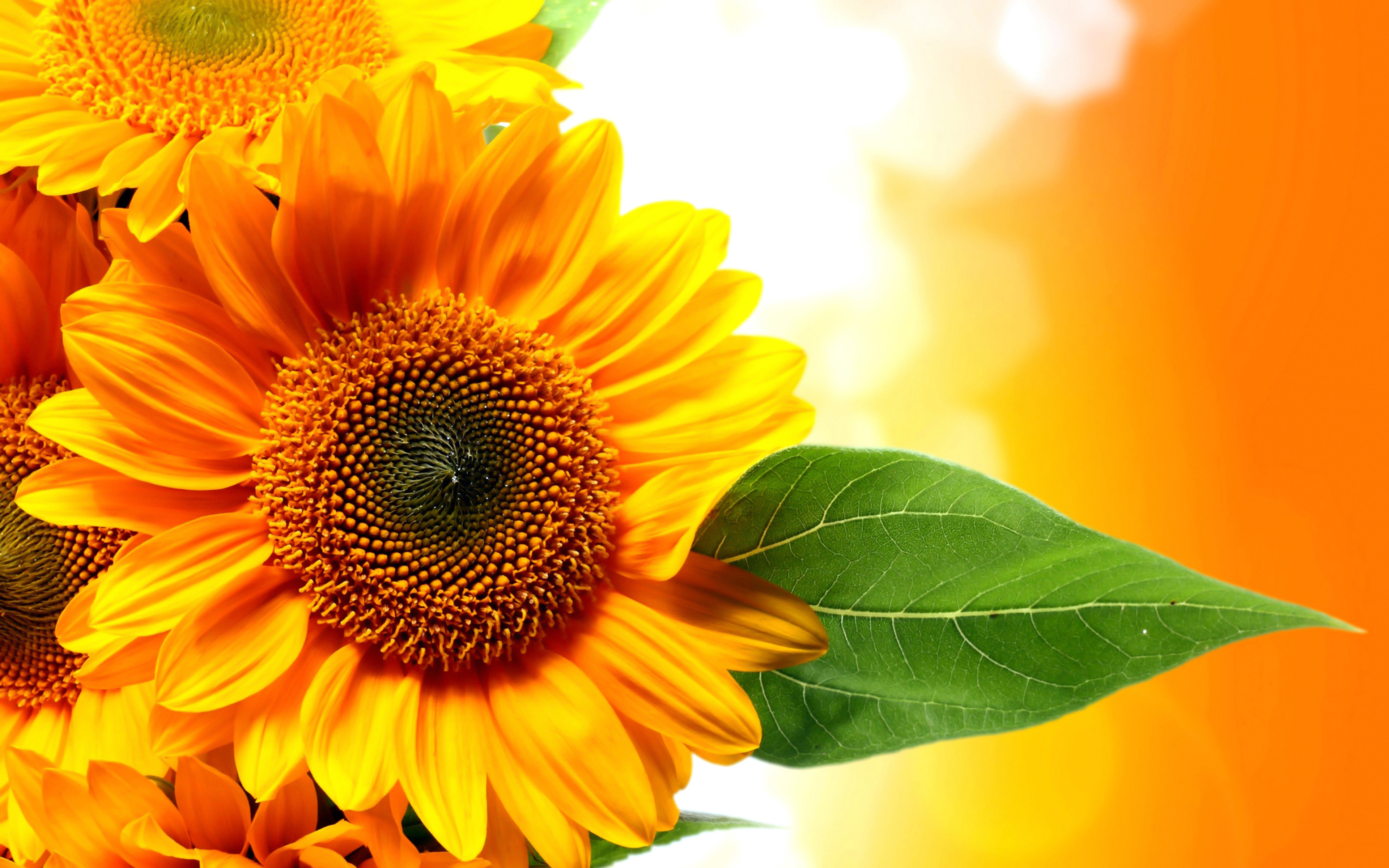 Sunflower Orange flowers beautiful golden hd wallpaper for Computers Laptop  Tablet And Mobile Phones 3840X2400 : 