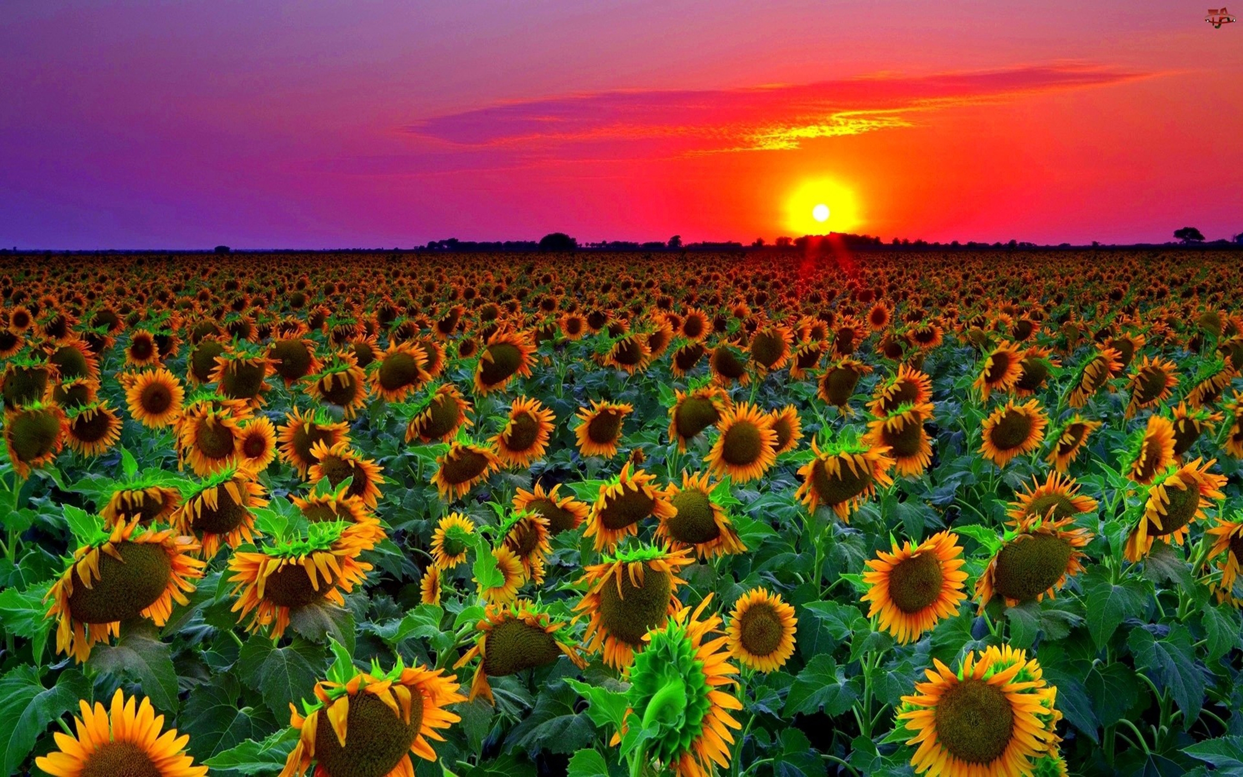 Sunflower Field Sunset Wallpaper Hd 8589131 Wallpapers13 Com