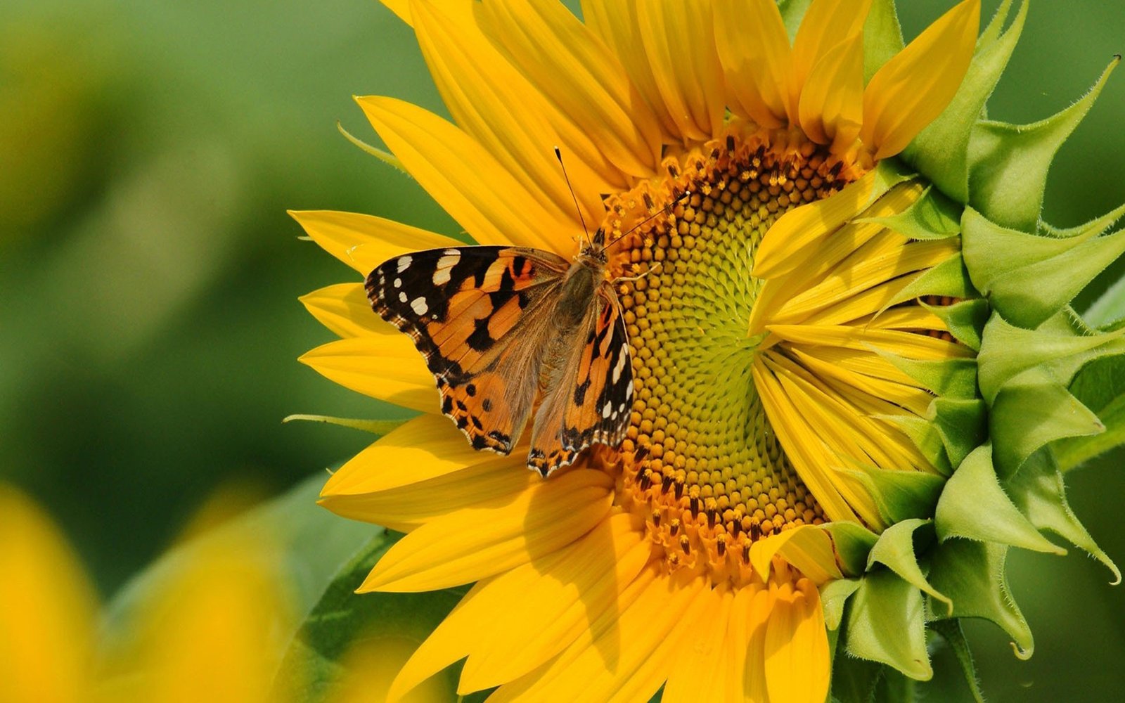 Sunflower Hd Wallpaper Butterfly On 63259 : Wallpapers13.com