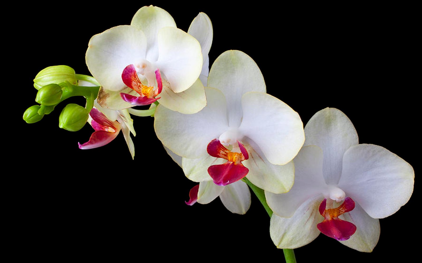 Three Wonderfull White Orchid Flower Black Background Hd : 