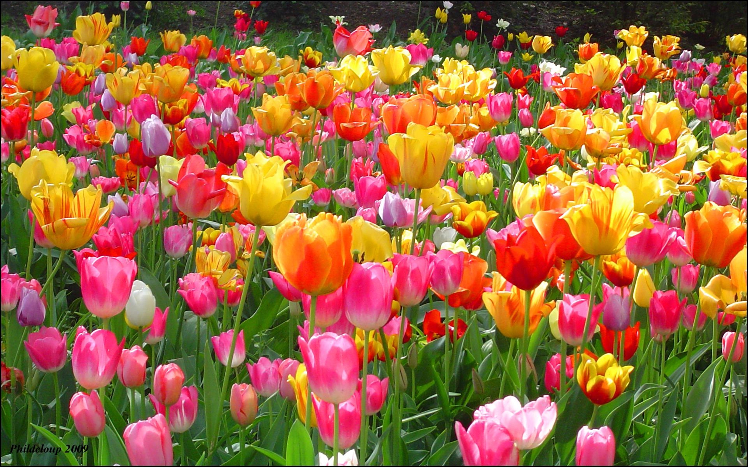 Tulip Flowers Garden Hd Wallpapers 2560x1600 : Wallpapers13.com