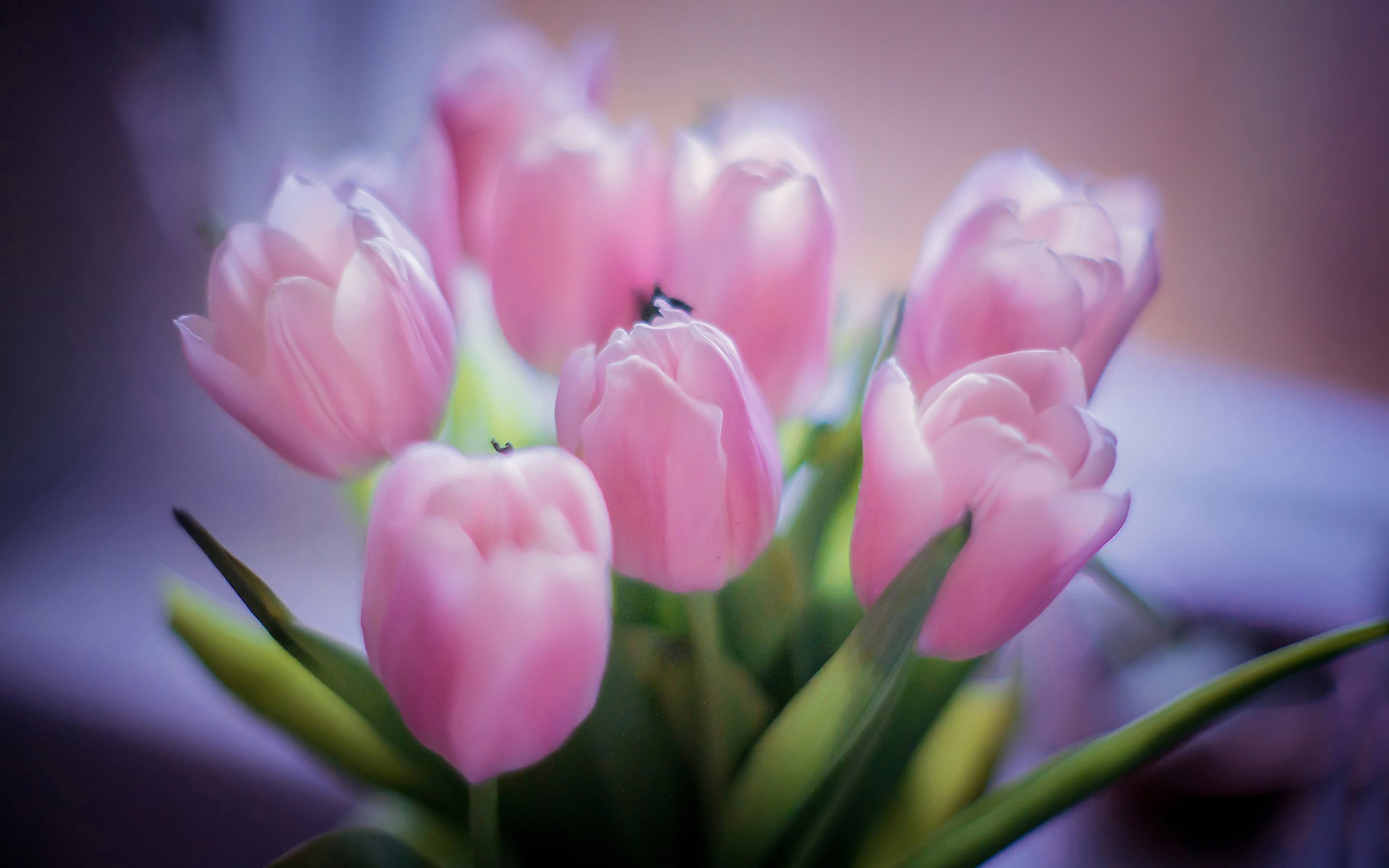 Тюльпаны на рабочий стол телефона. Нюдовые тюльпаны. Розовые тюльпаны. Весенние цветы тюльпаны. Нежные тюльпаны.