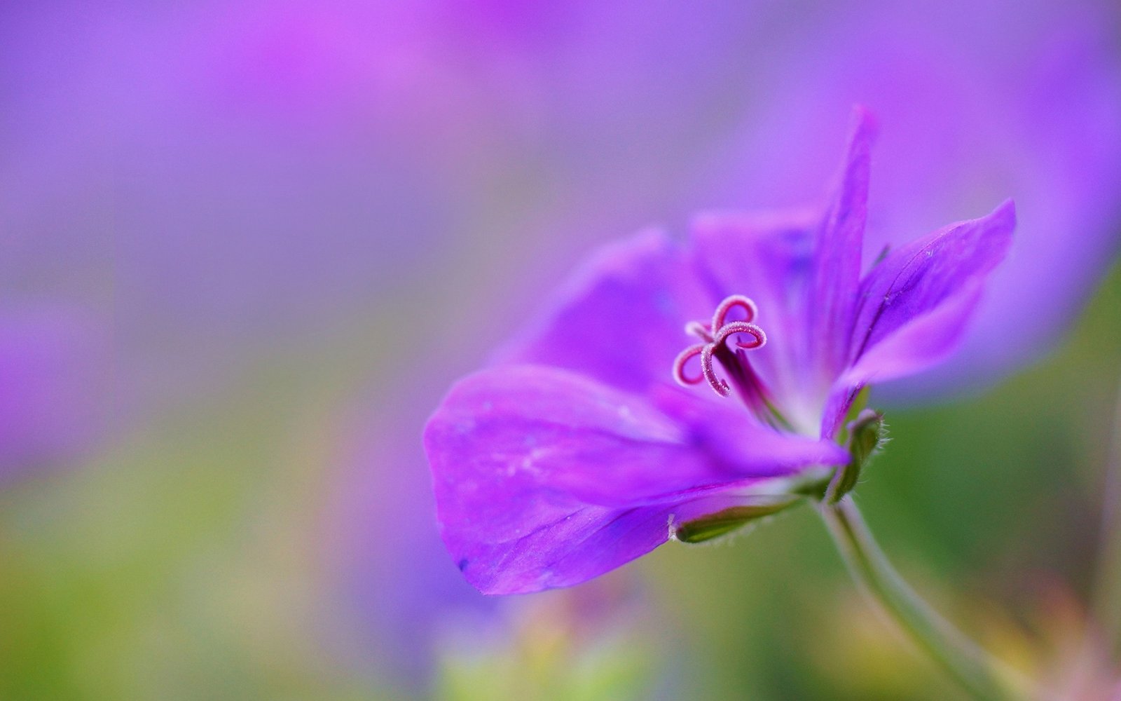 Violet Flower Petals Macro Bokeh 2560x1600 : Wallpapers13.com