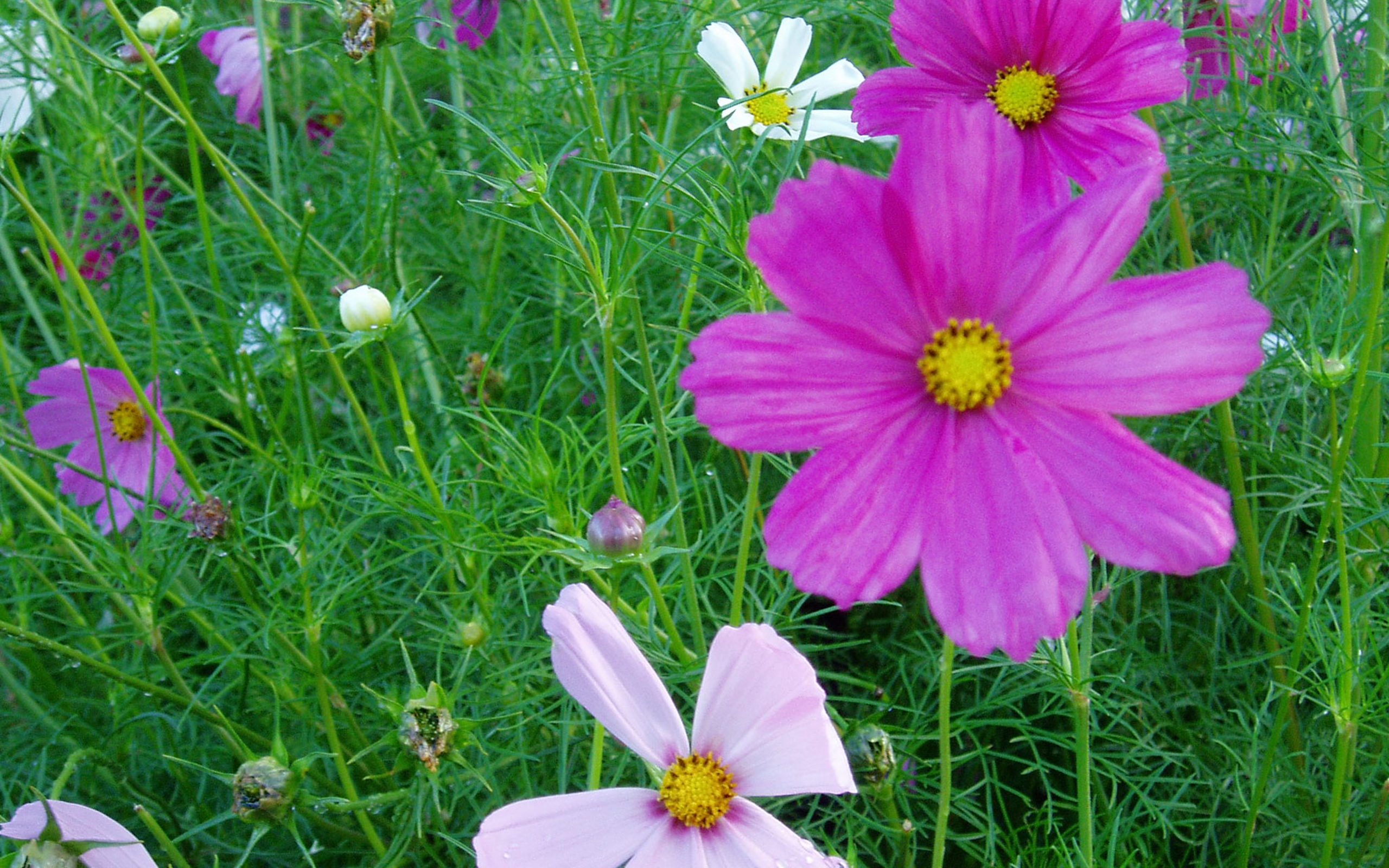 Wallpaper Desktop Flower Widescreen Flowers Pictures Listings Narure  Backgrounds Pink 55287 : 