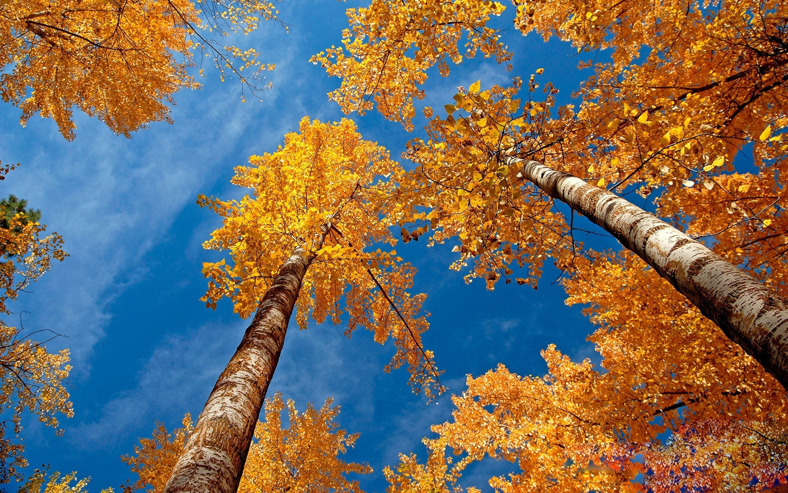 Золотая береза дерево. Осень. Золотая осень. Красивая осень.
