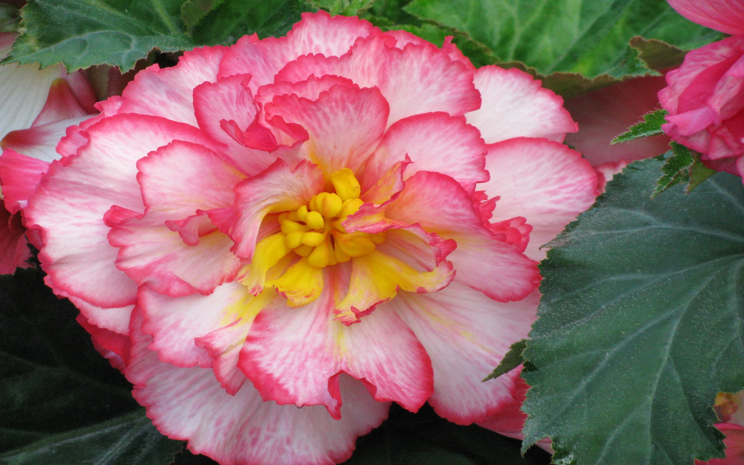 Wallpapers Begonia Pink Color Flowers 54374 : Wallpapers13.com
