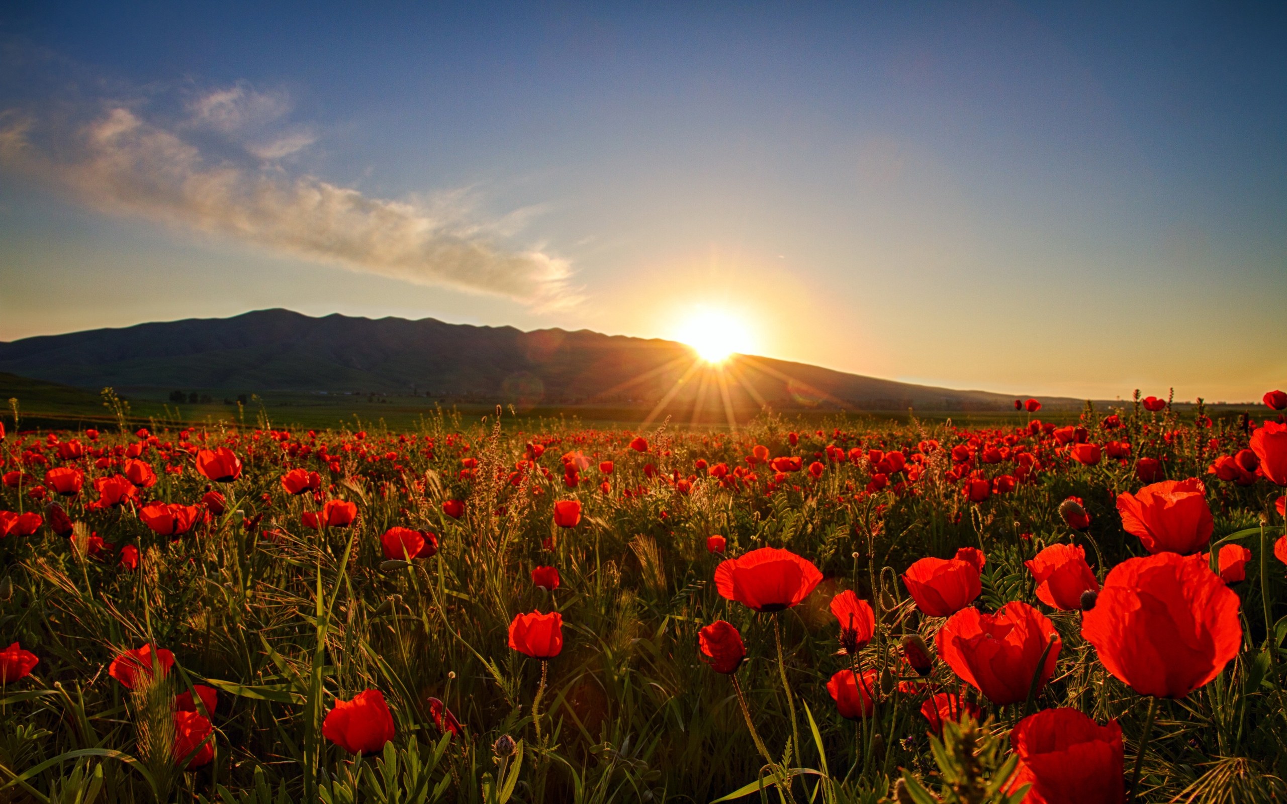 Wallpapers Sunrises And Sunsets Poppy Fields Sun Nature Flowers :  