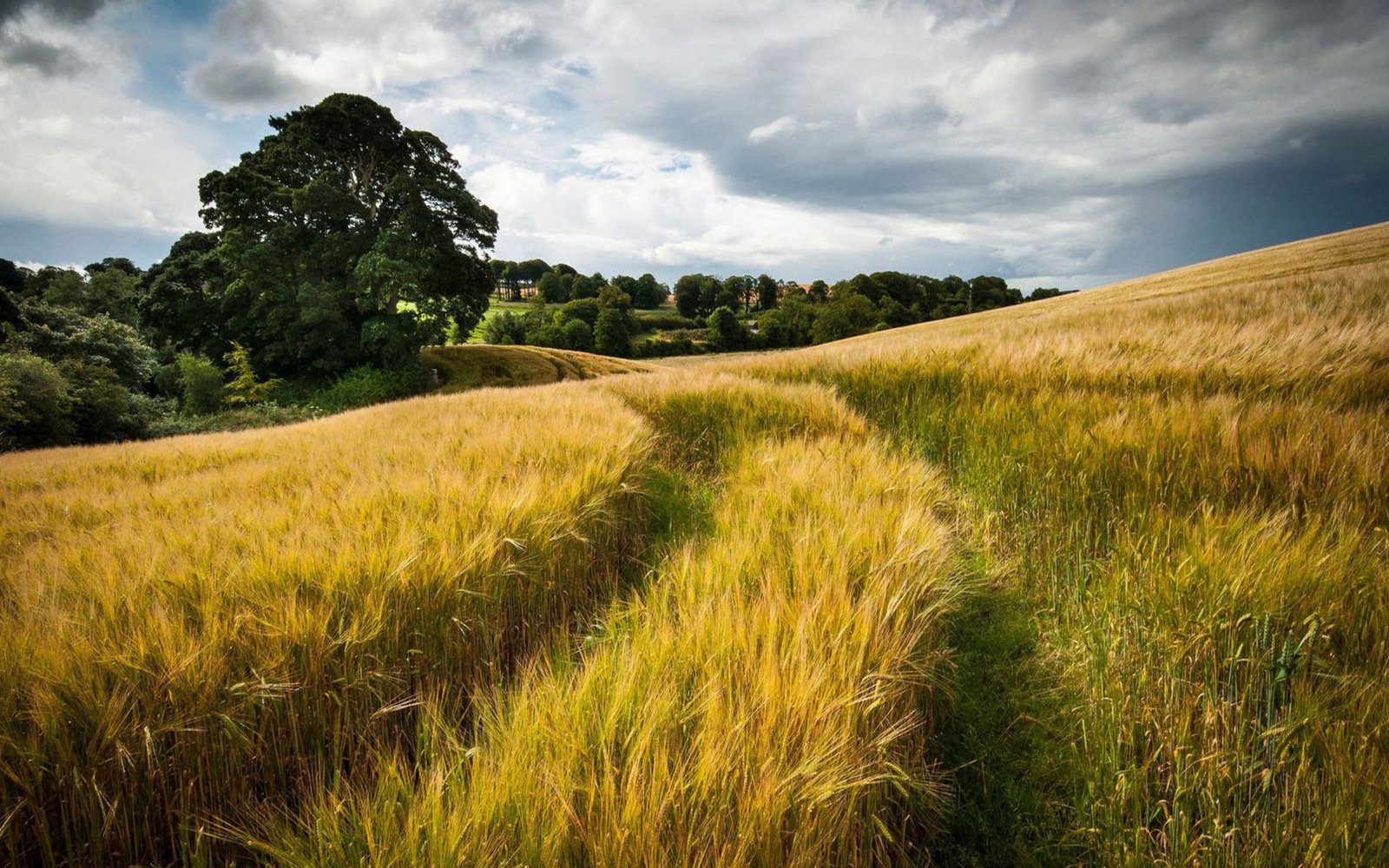 Wheat Field Trees Clouds Nature Background 2560х1600 ...