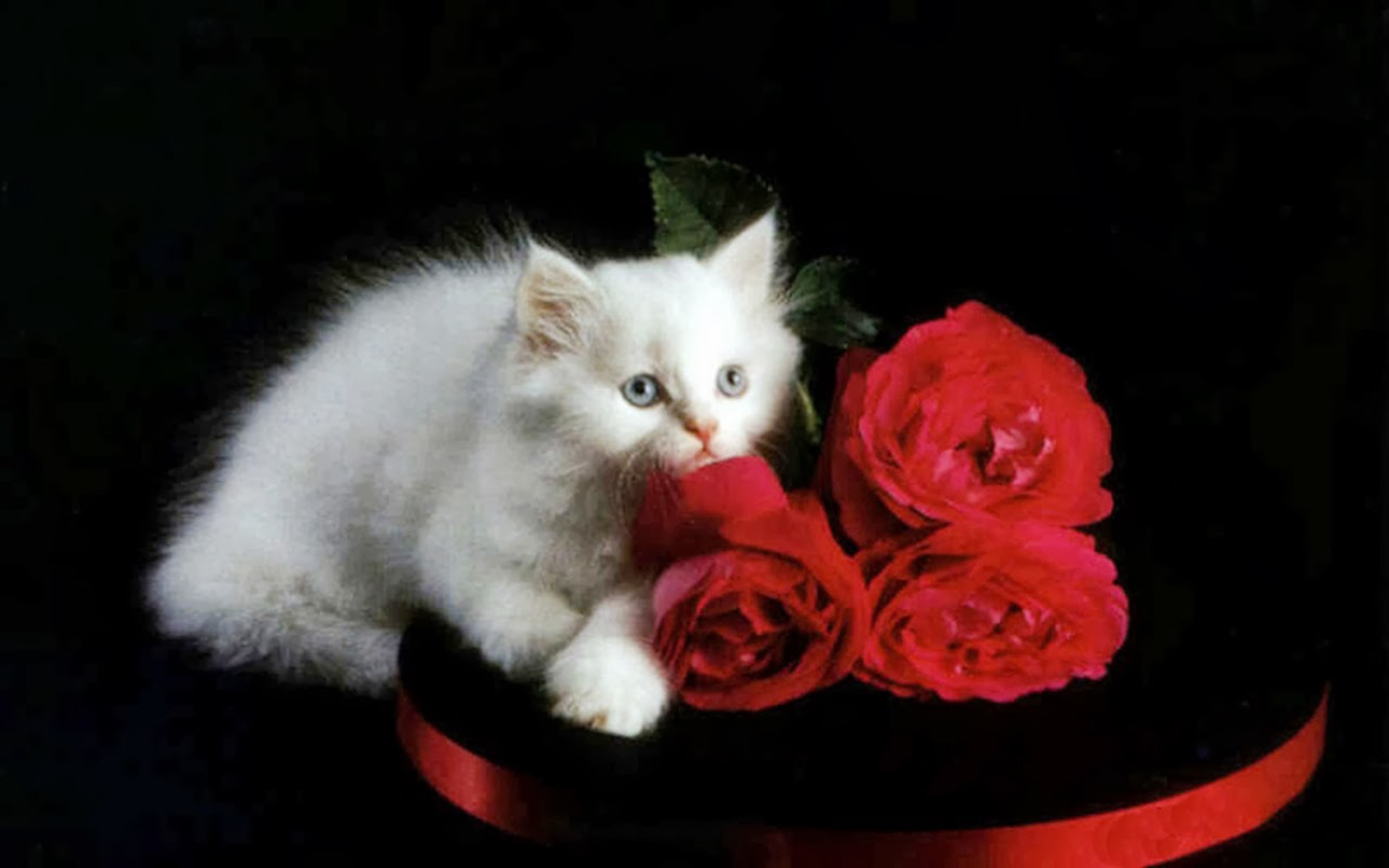 Rose_kitten