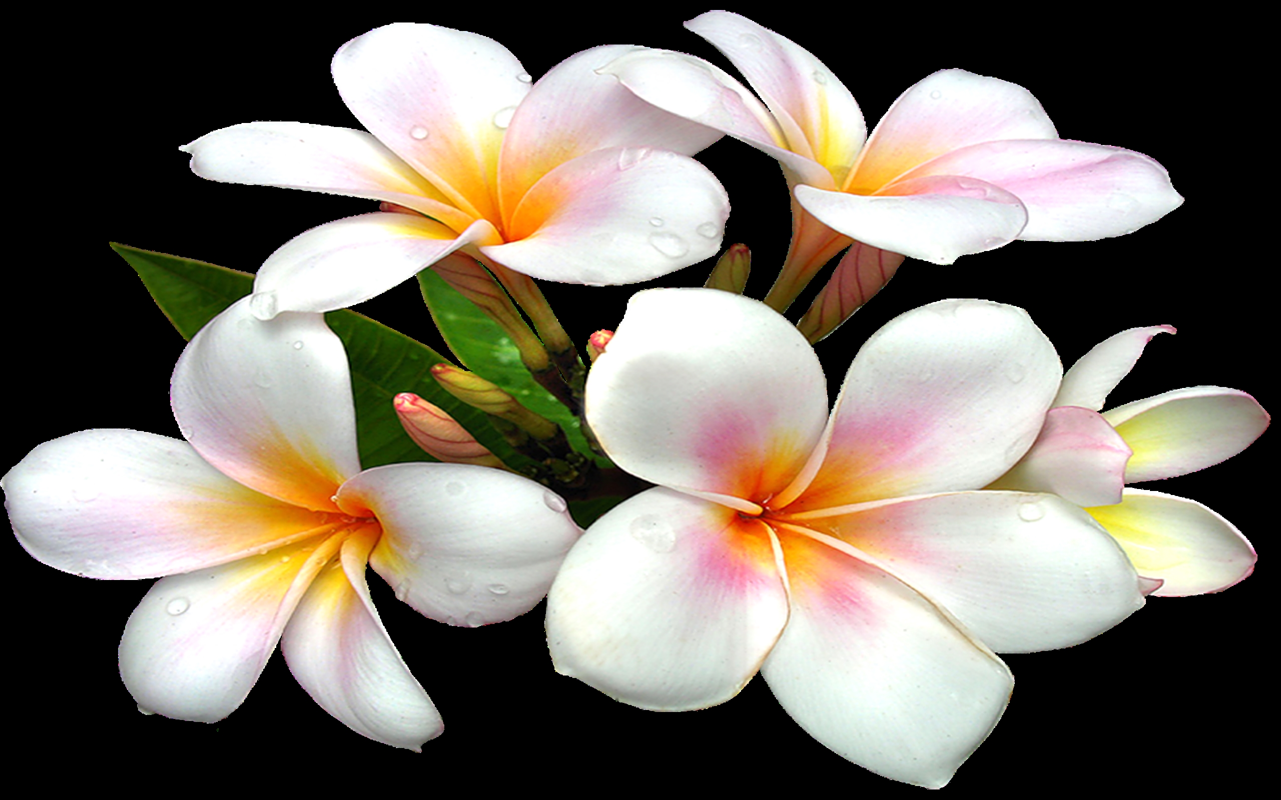 White Large Png Flower Clipart : Wallpapers13.com
