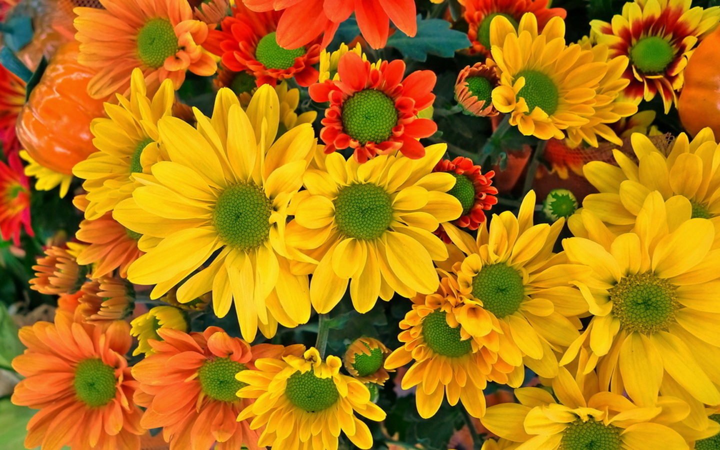 Yellow Оrange and Red Chrysanthemums HD Desktop Backgrounds free