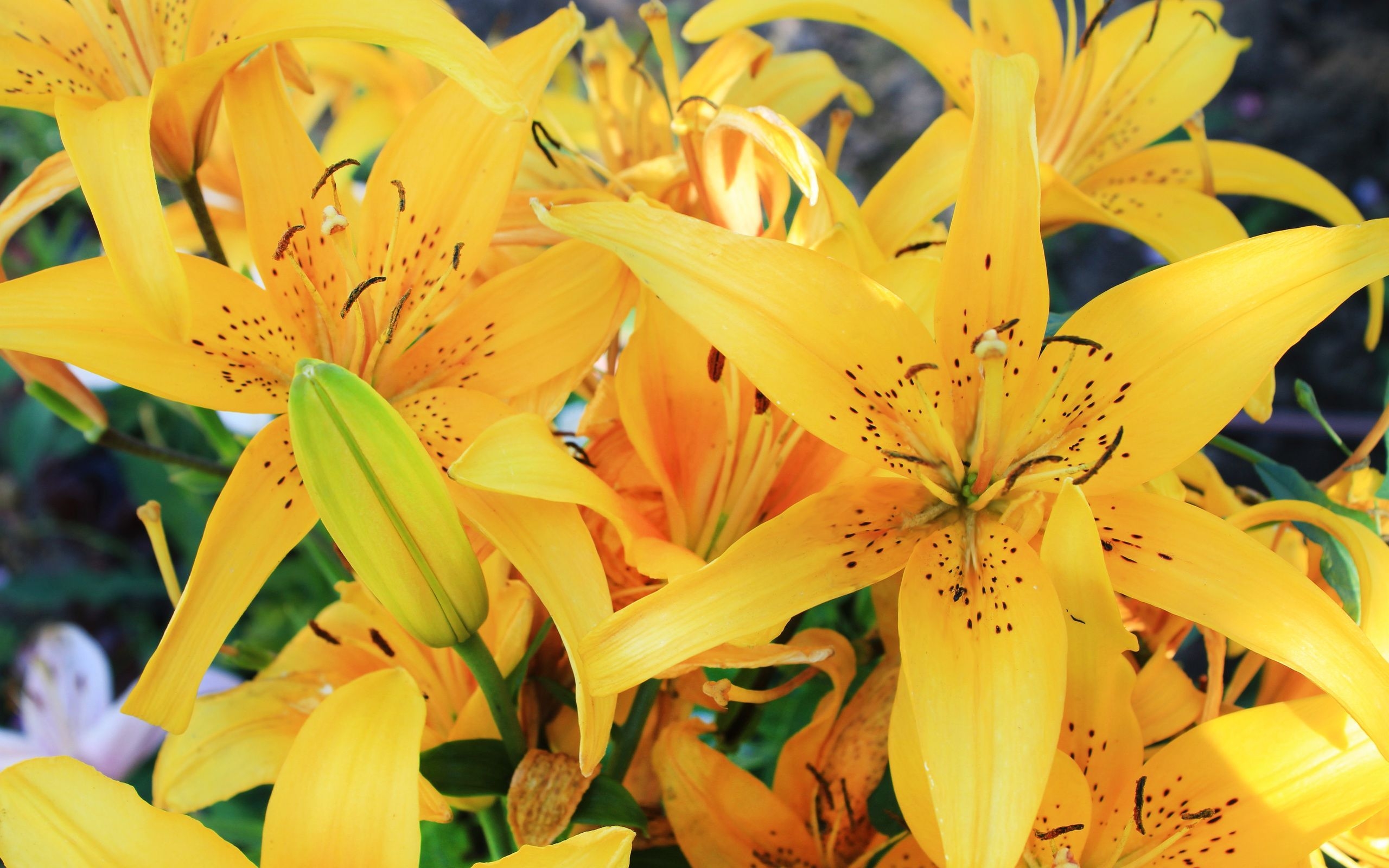 Yellow Lilies 6763 : Wallpapers13.com