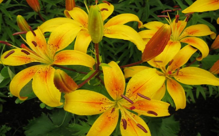 Lilies Nature Colorful Flowers High Contrast Hd Wallpaper 4670 ...
