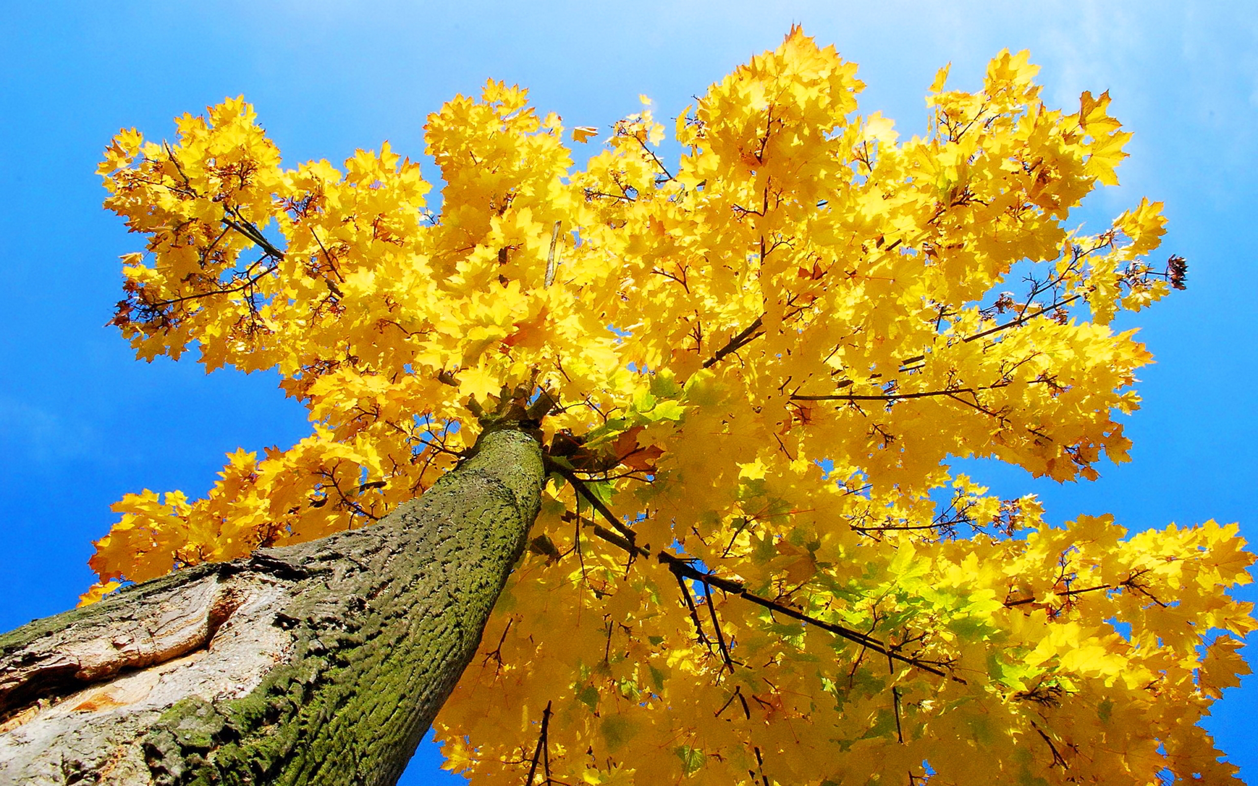 Yellow Maple Tree Autumn 7052470 : Wallpapers13.com