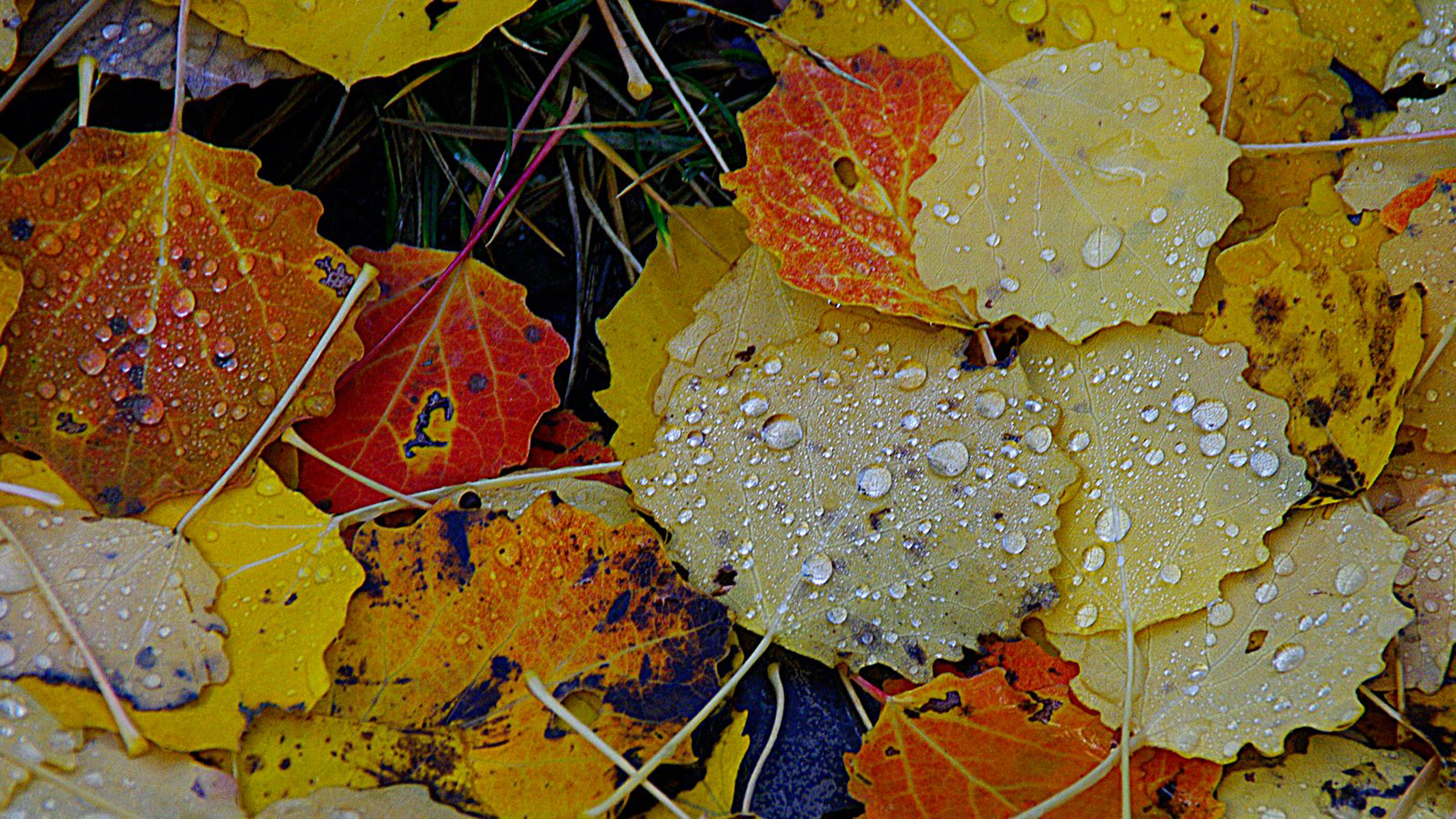 Autumn Rain Yellow Leaves Background Hd 9472 : Wallpapers13.com