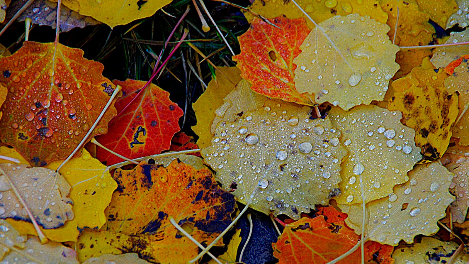 Autumn Rain Yellow Leaves Background Hd 9472 : Wallpapers13.com