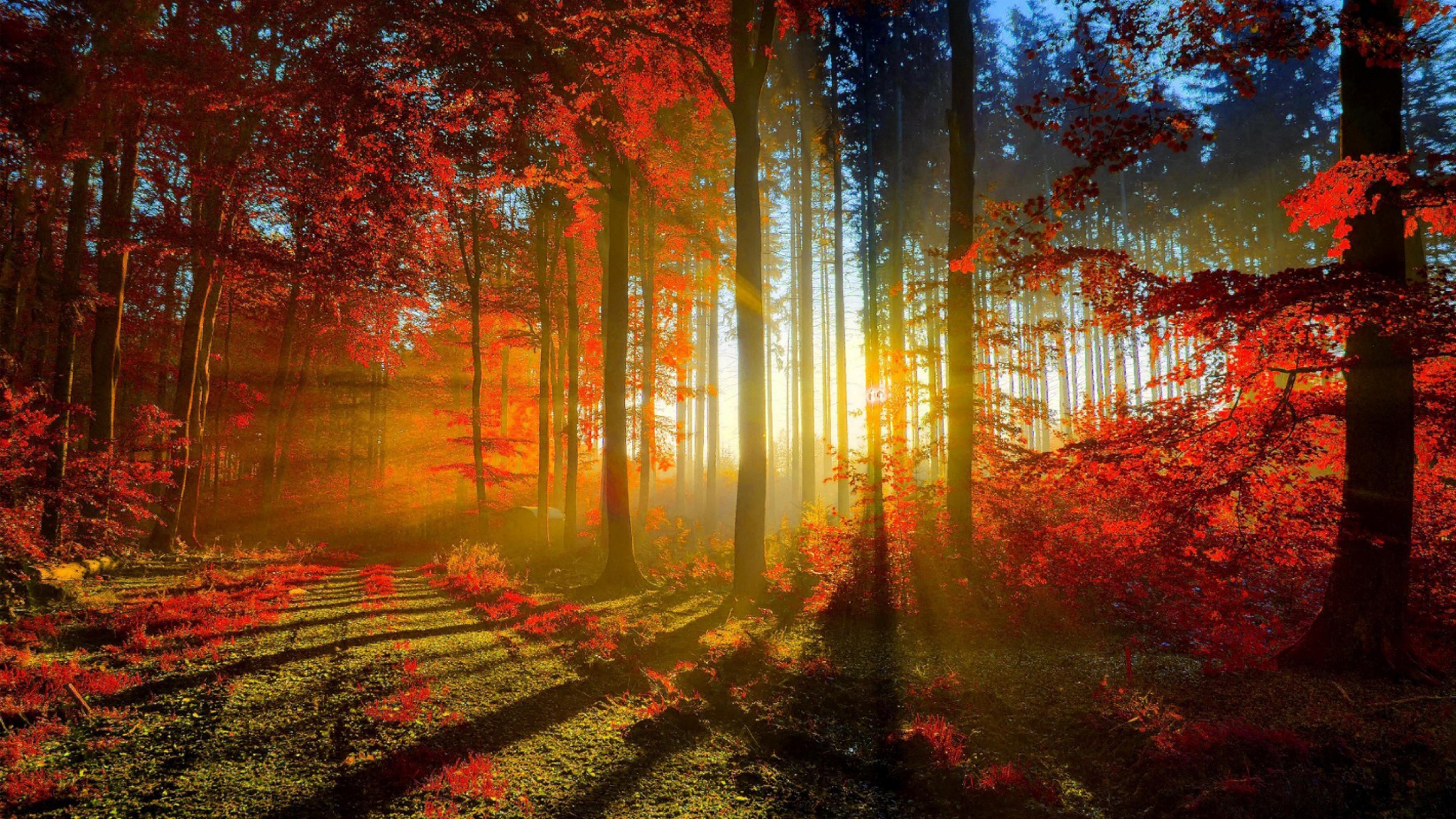 Autumn Red Forest Rays Ultra Hd Wallpaper 3840x2160 : Wallpapers13.com