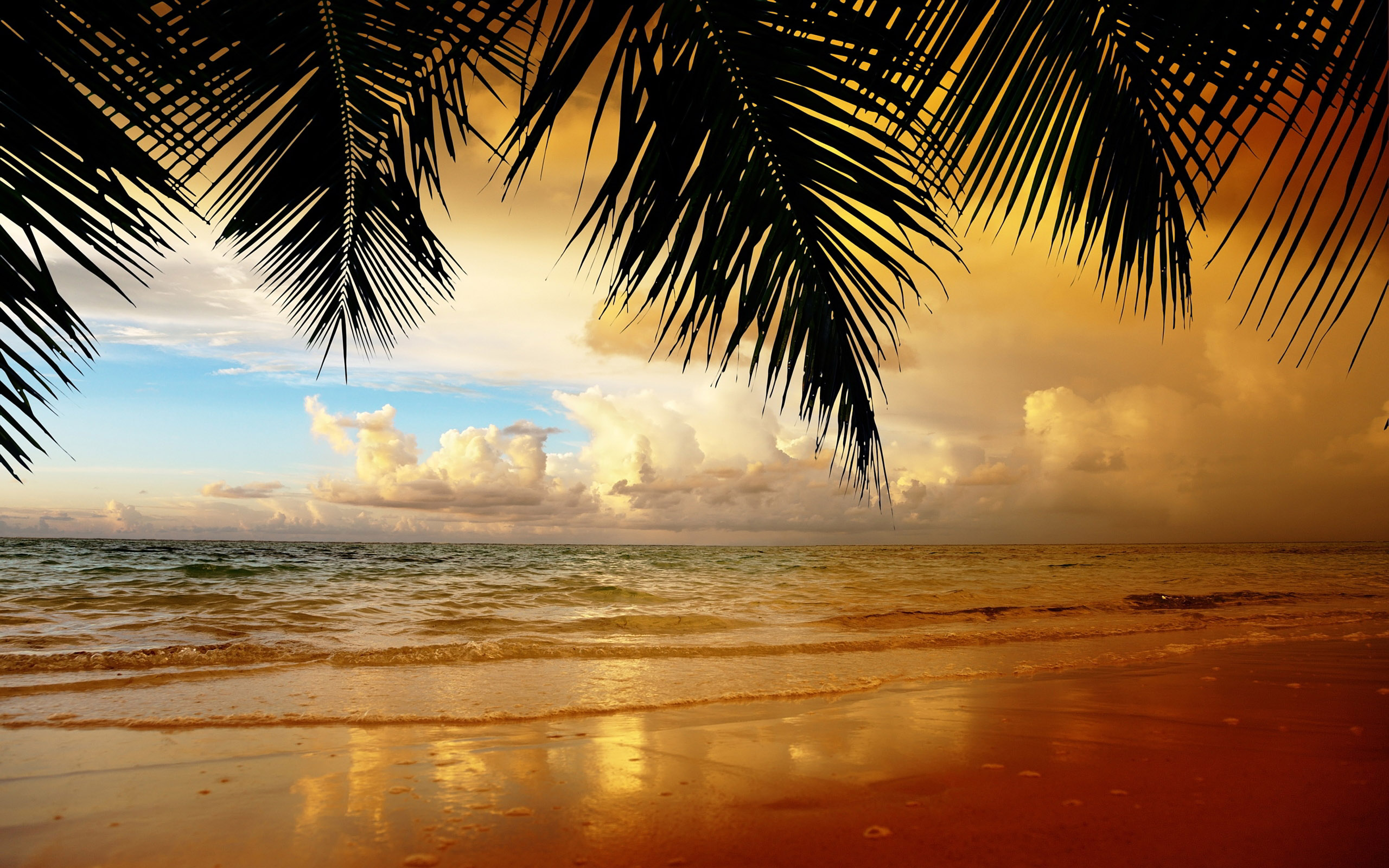 Beach, Sea Background Hd Resolution, Palm, Orange Clouds : 