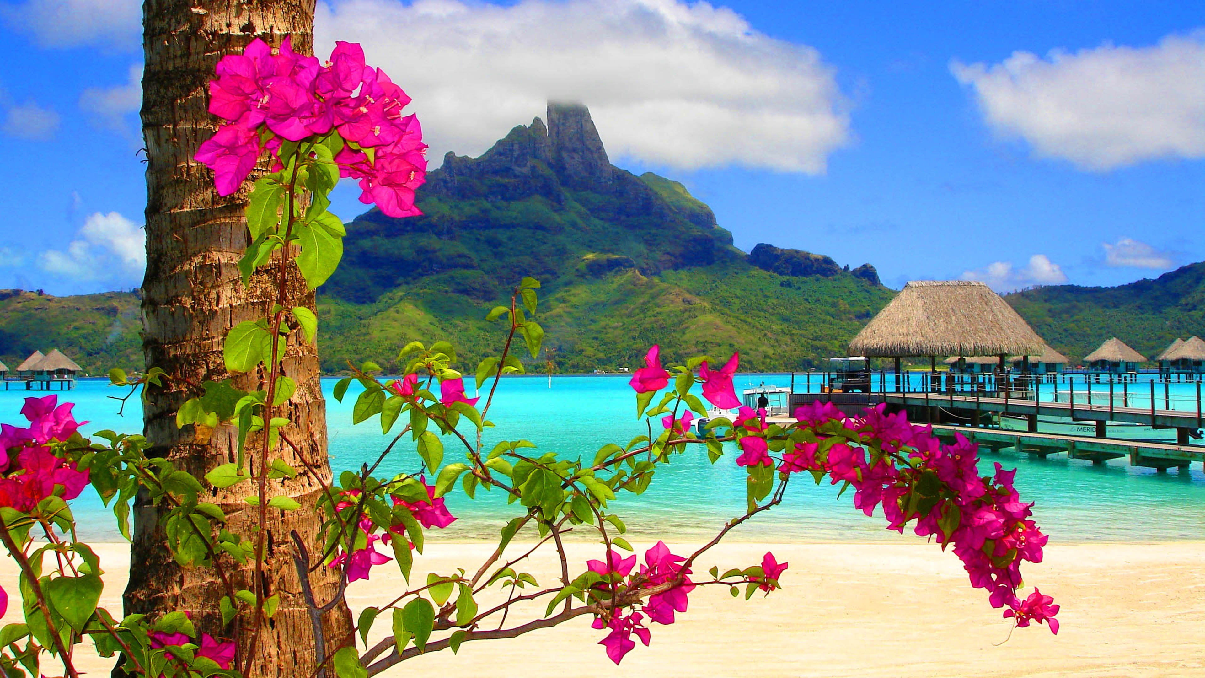 Яркие цветы на море. Плюмерия Гавайи. Бугенвиллия Гавайи. Остров Бугенвиль природа. Пхи-Пхи Таиланд.
