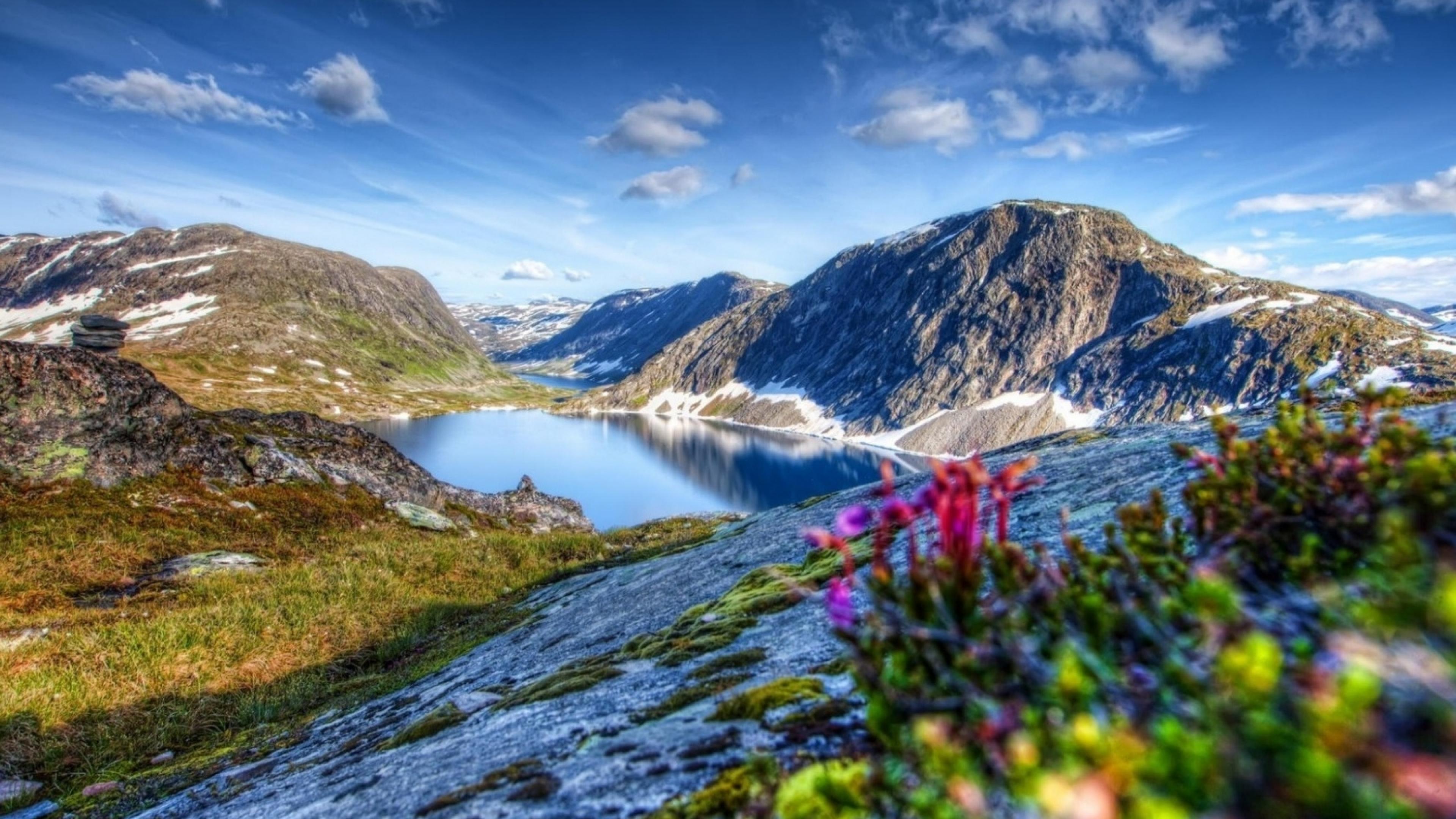 Цветы норвегии. Фьорды Канады. Фьорды Шотландии. Цветочная Долина фьорды. Растительность в норвежских фьордах.