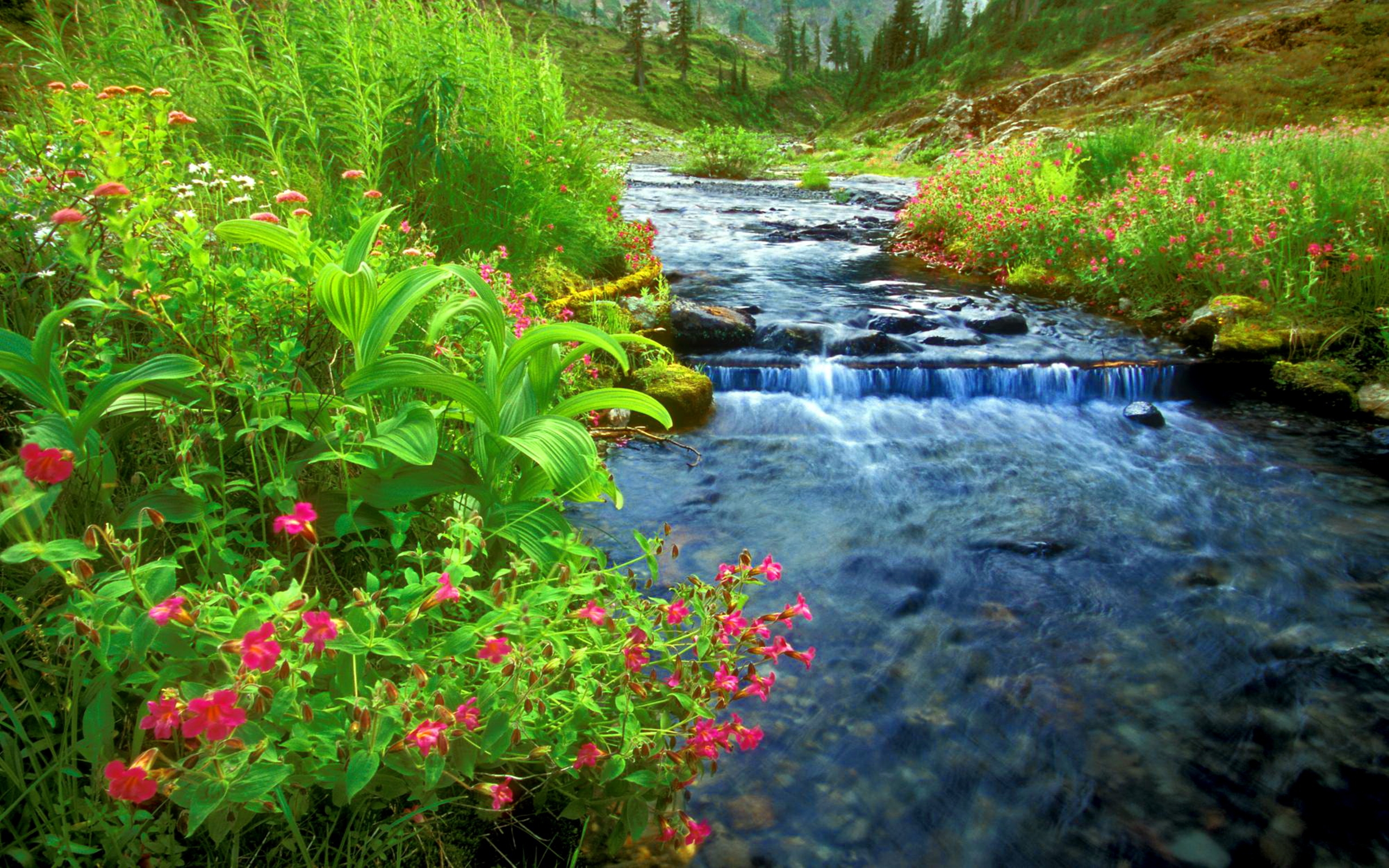 Crystal clear riverrockcoast with green trees bridgeDesktop Wallpaper HD  free download for windows  Wallpapers13com